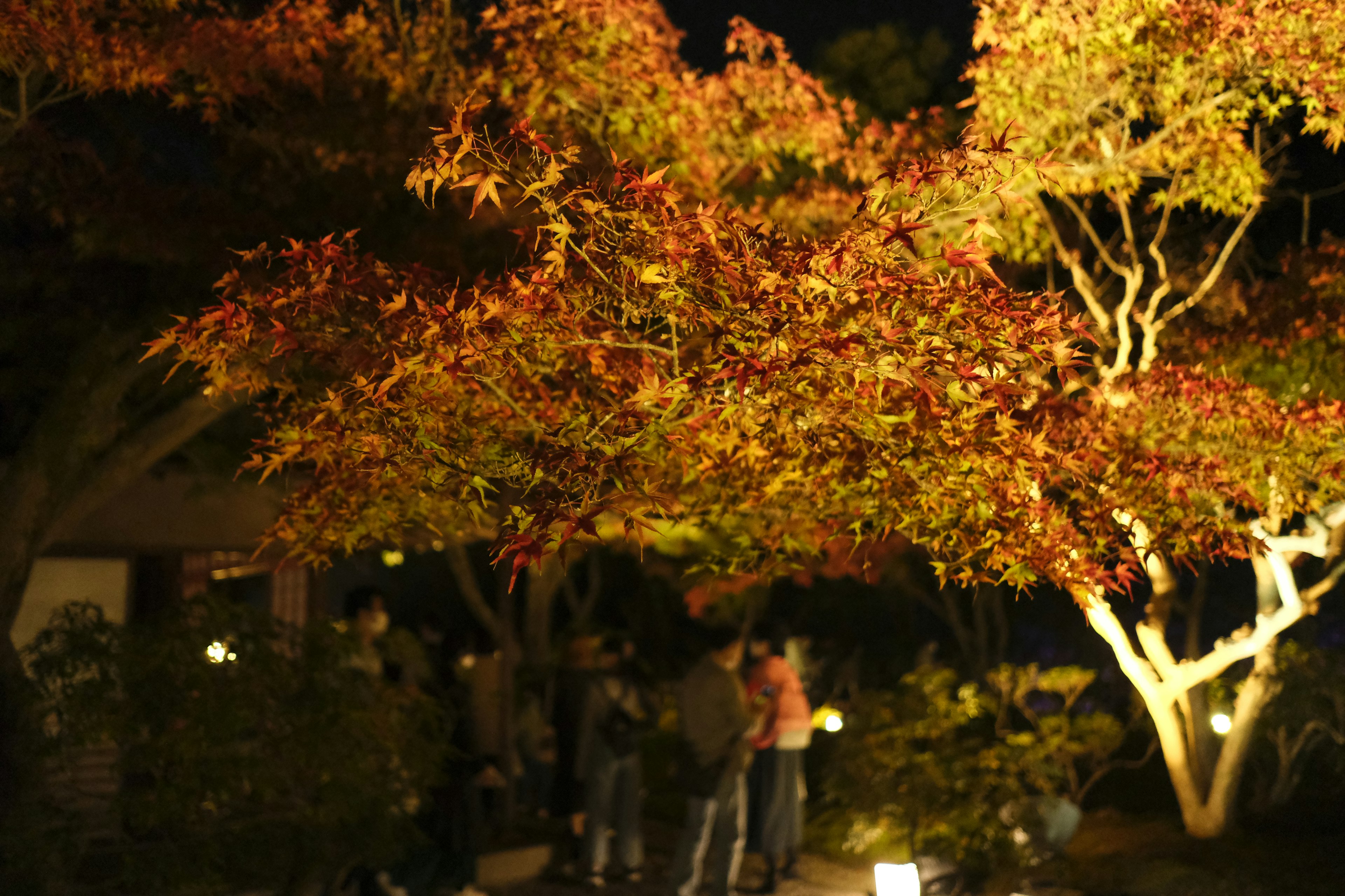 Albero con foglie autunnali illuminate e persone di notte