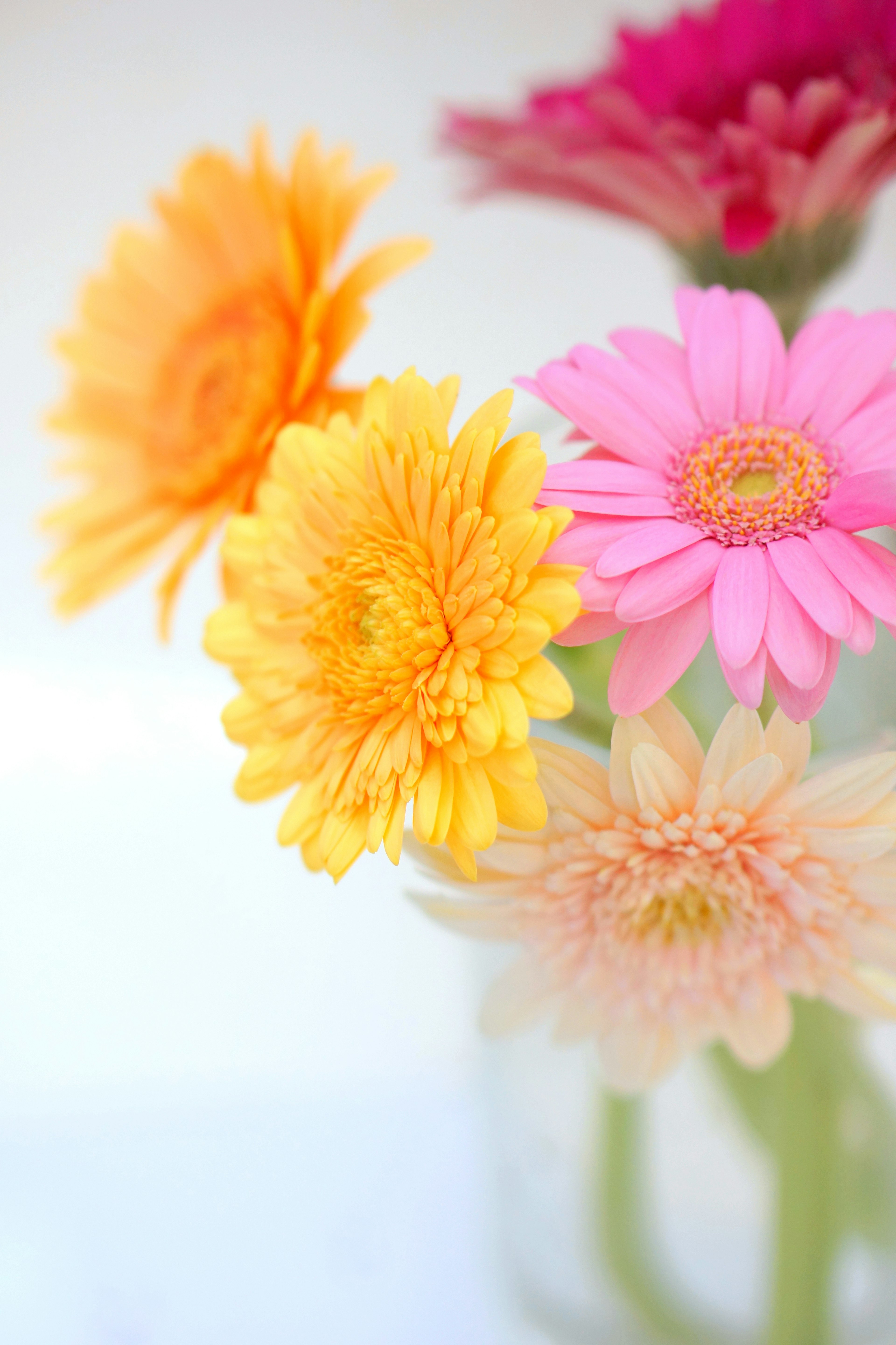 Fleurs colorées dans un vase en verre