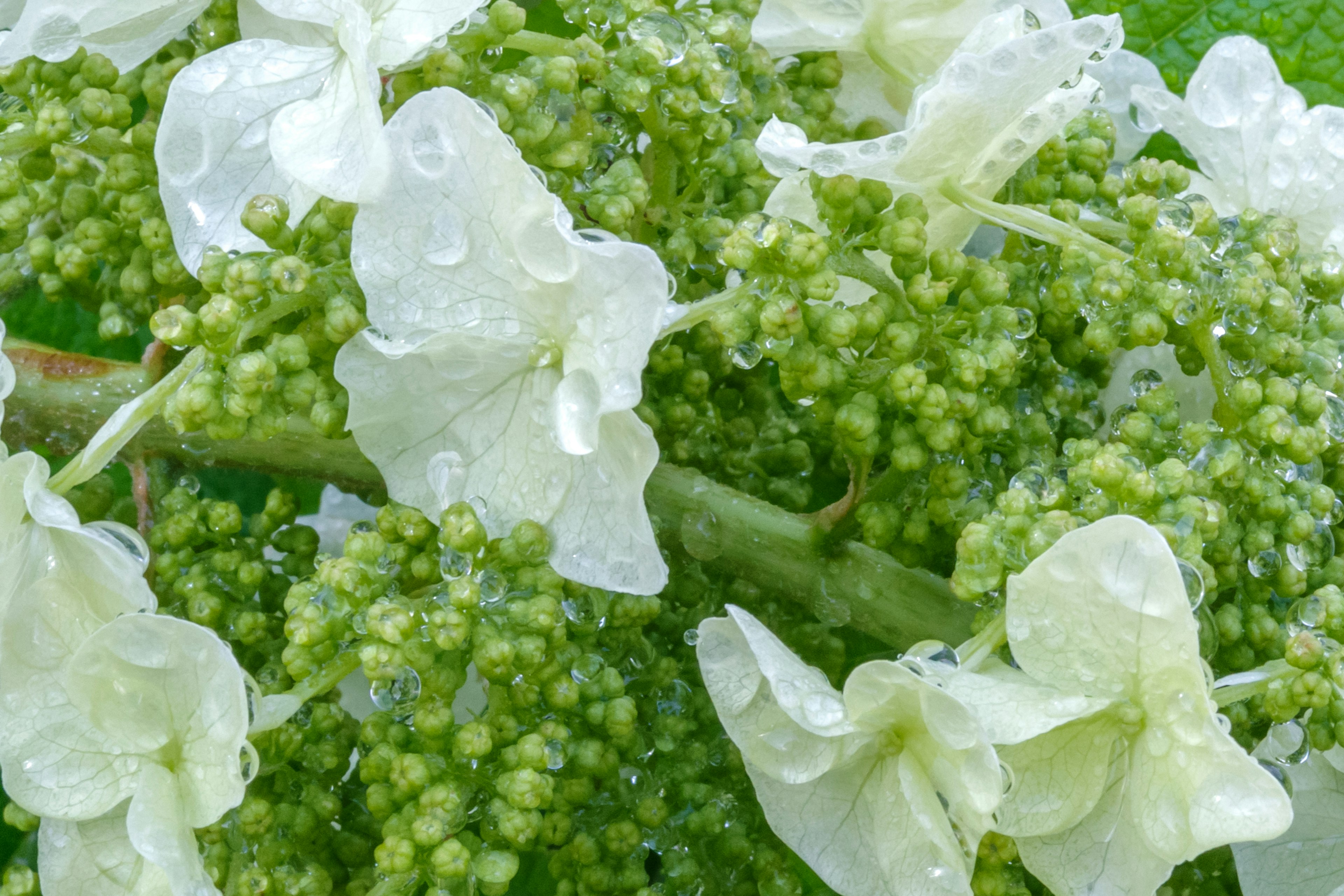 Close-up image of green buds and white petals