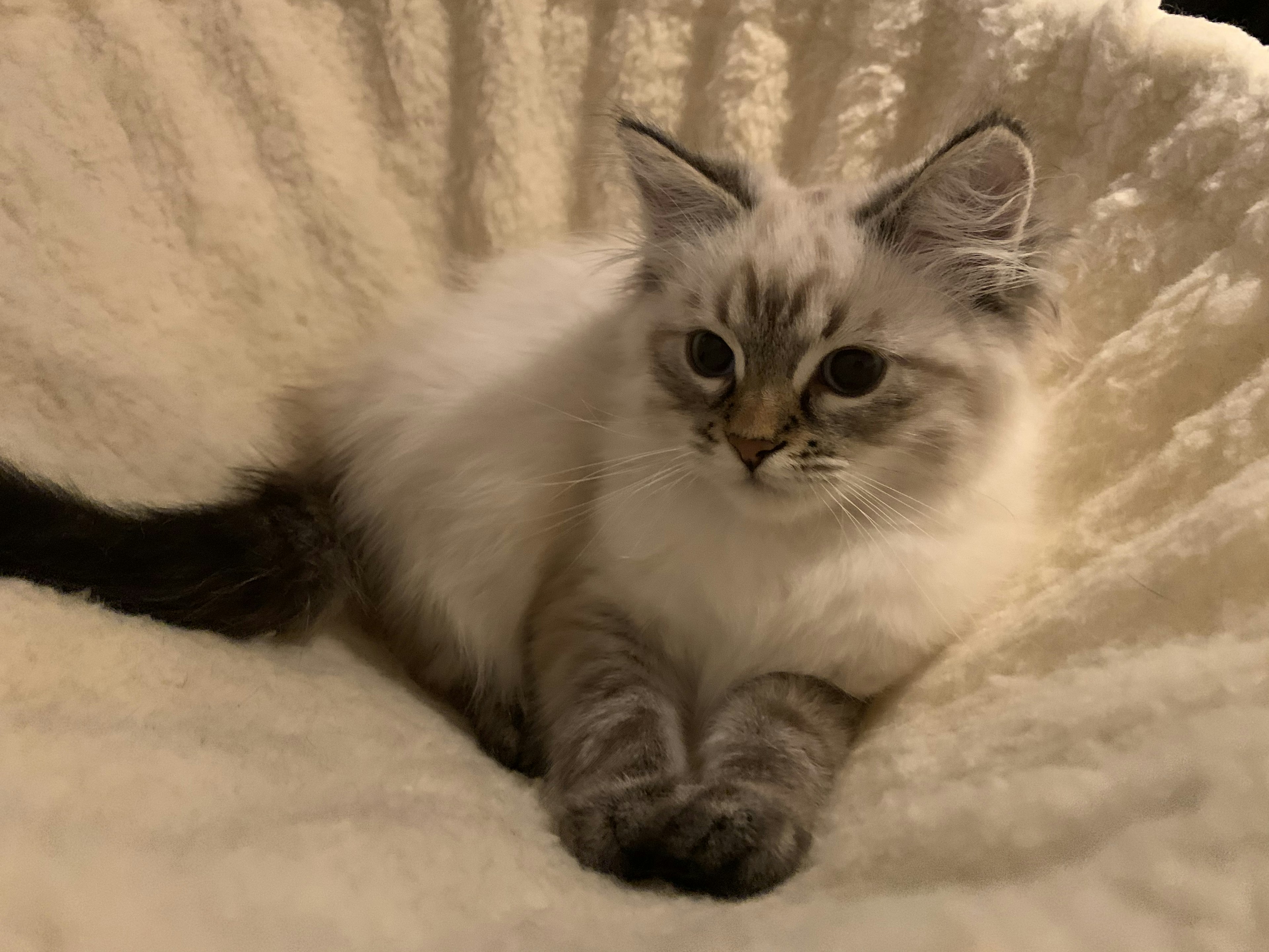 Un gatito esponjoso con pelaje blanco y manchas grises descansando sobre un cojín suave