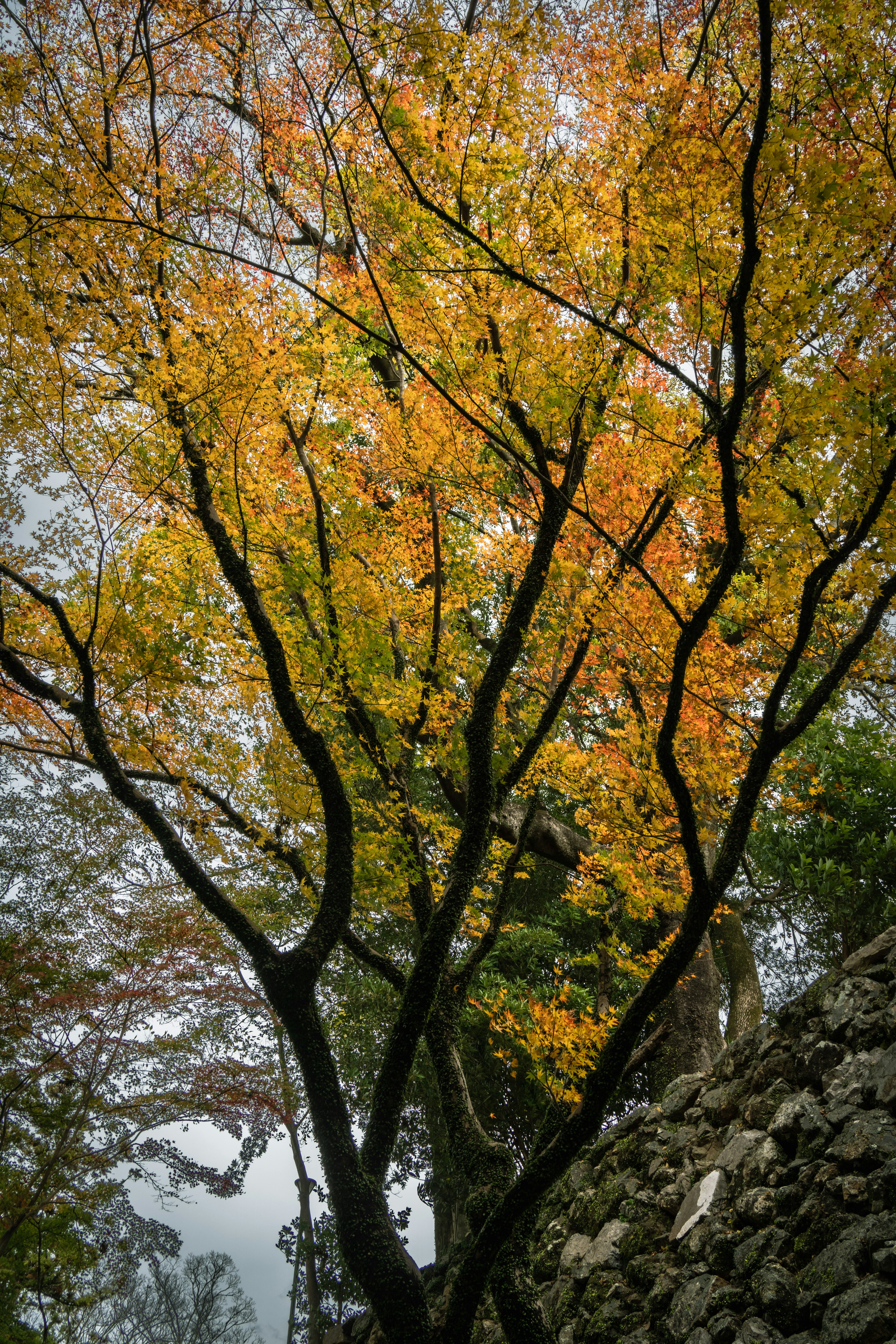 秋の葉を持つ木の枝と背景にぼんやりした風景