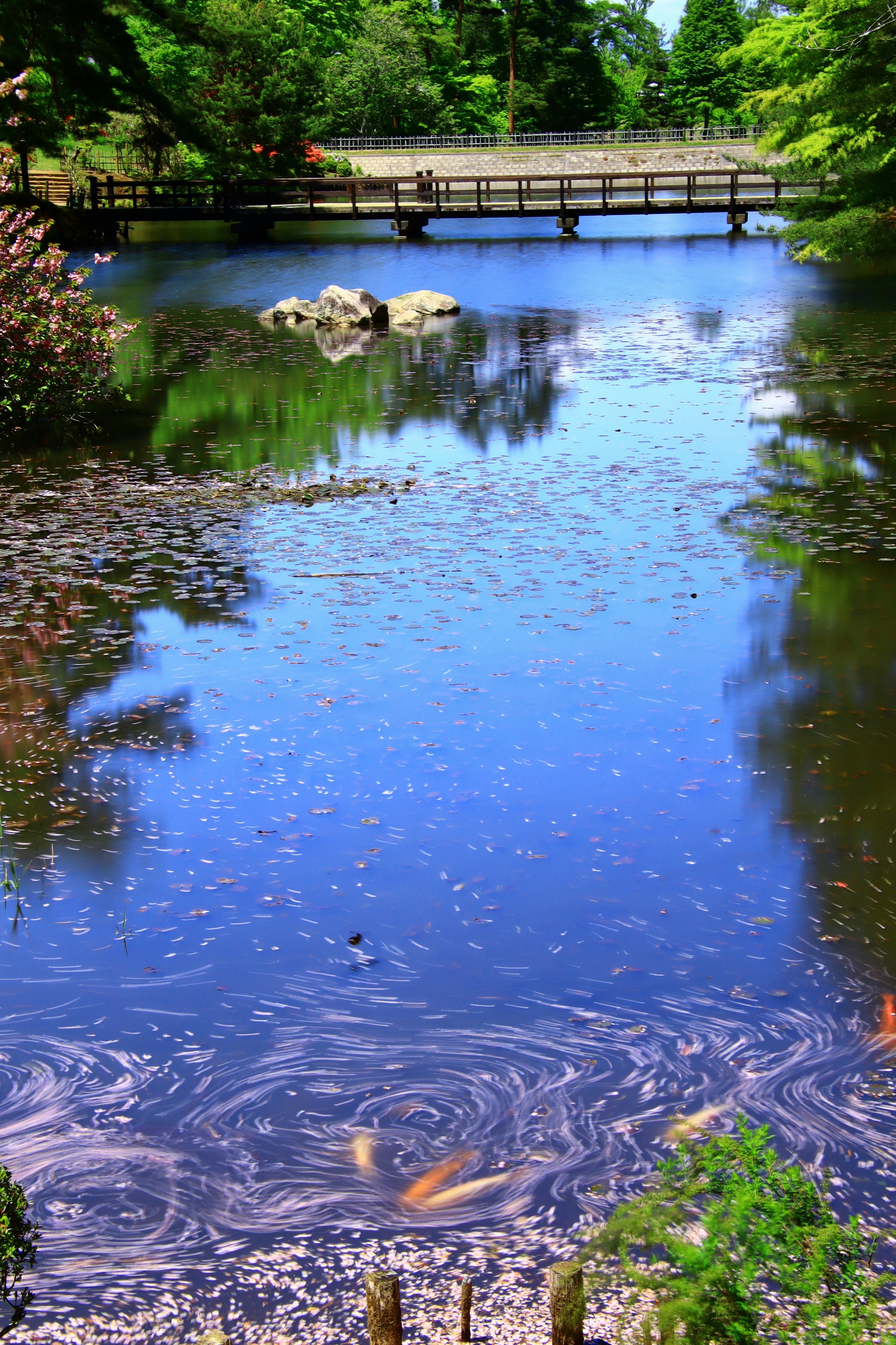 Stagno tranquillo che riflette alberi verdi e un ponte carpe che nuotano