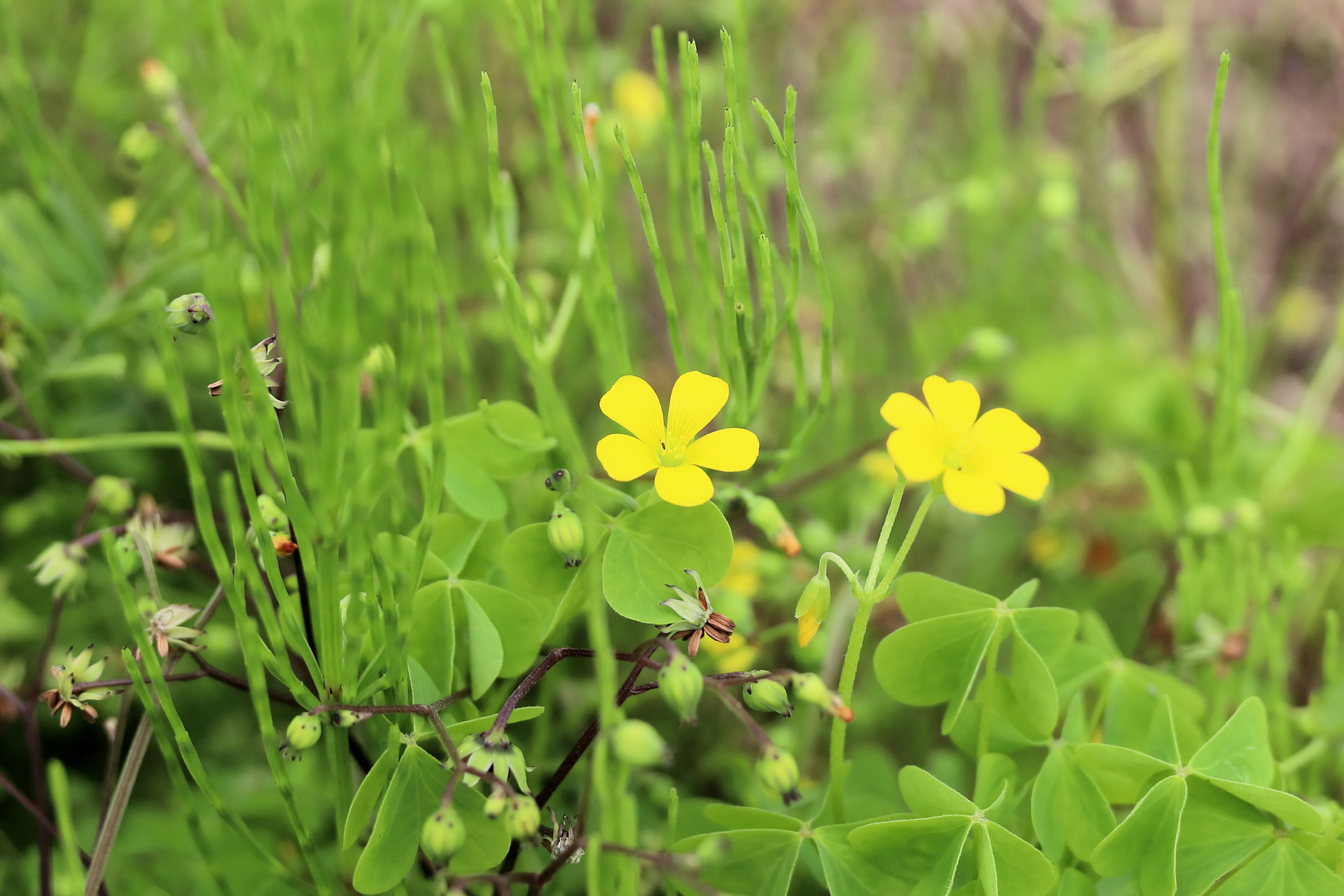 特写植物，绿叶和黄花