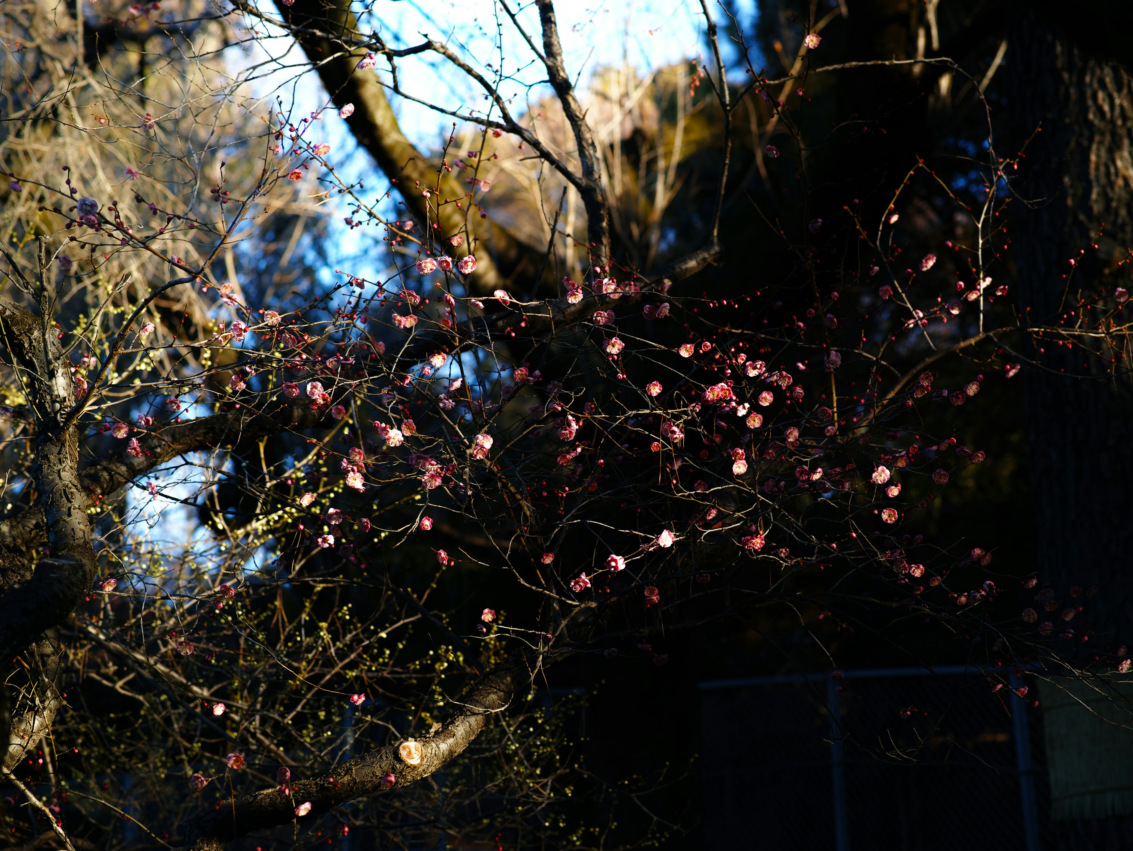 桜の花が咲いている枝のクローズアップ