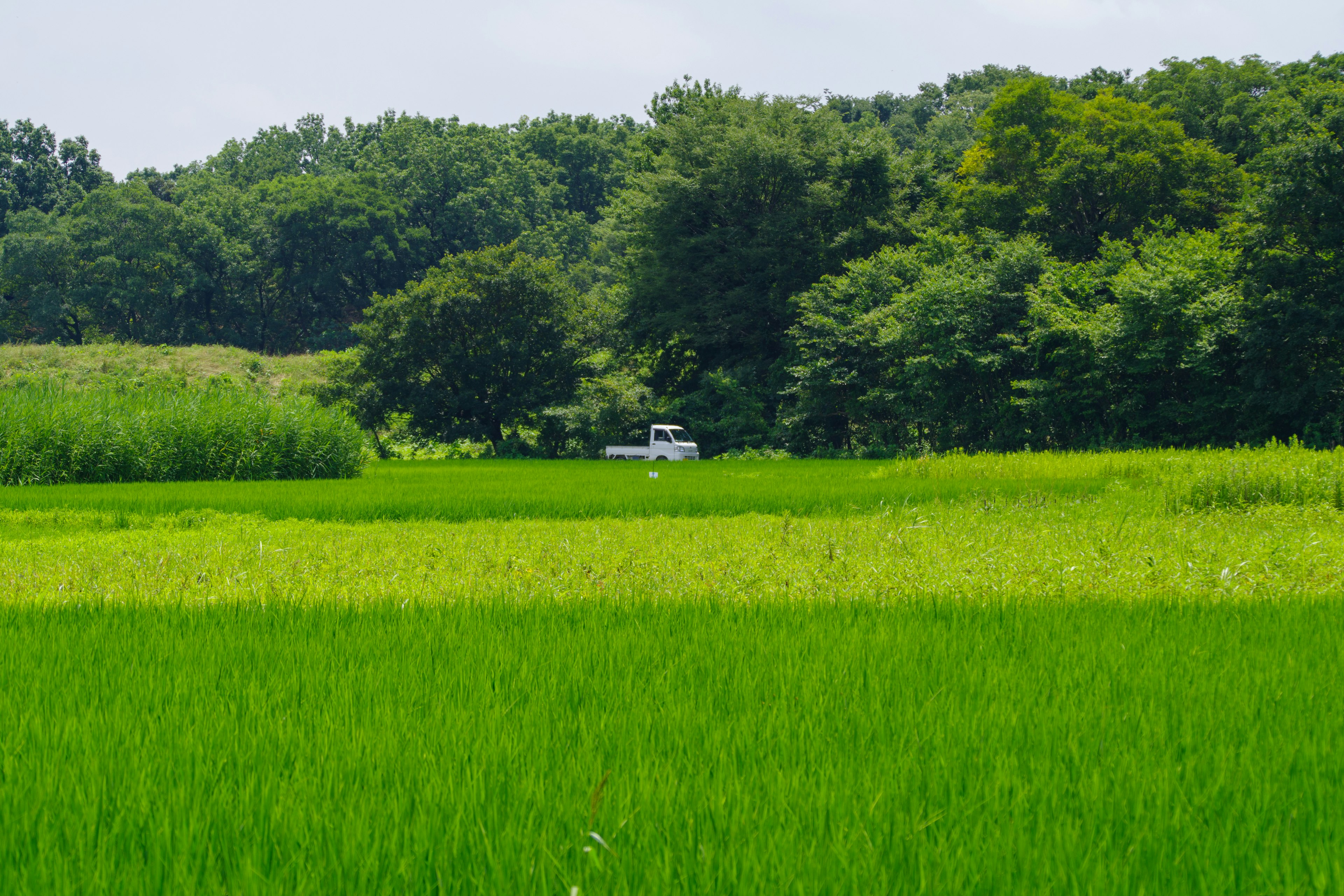 Champs de riz verdoyants avec des arbres et un camion blanc en arrière-plan