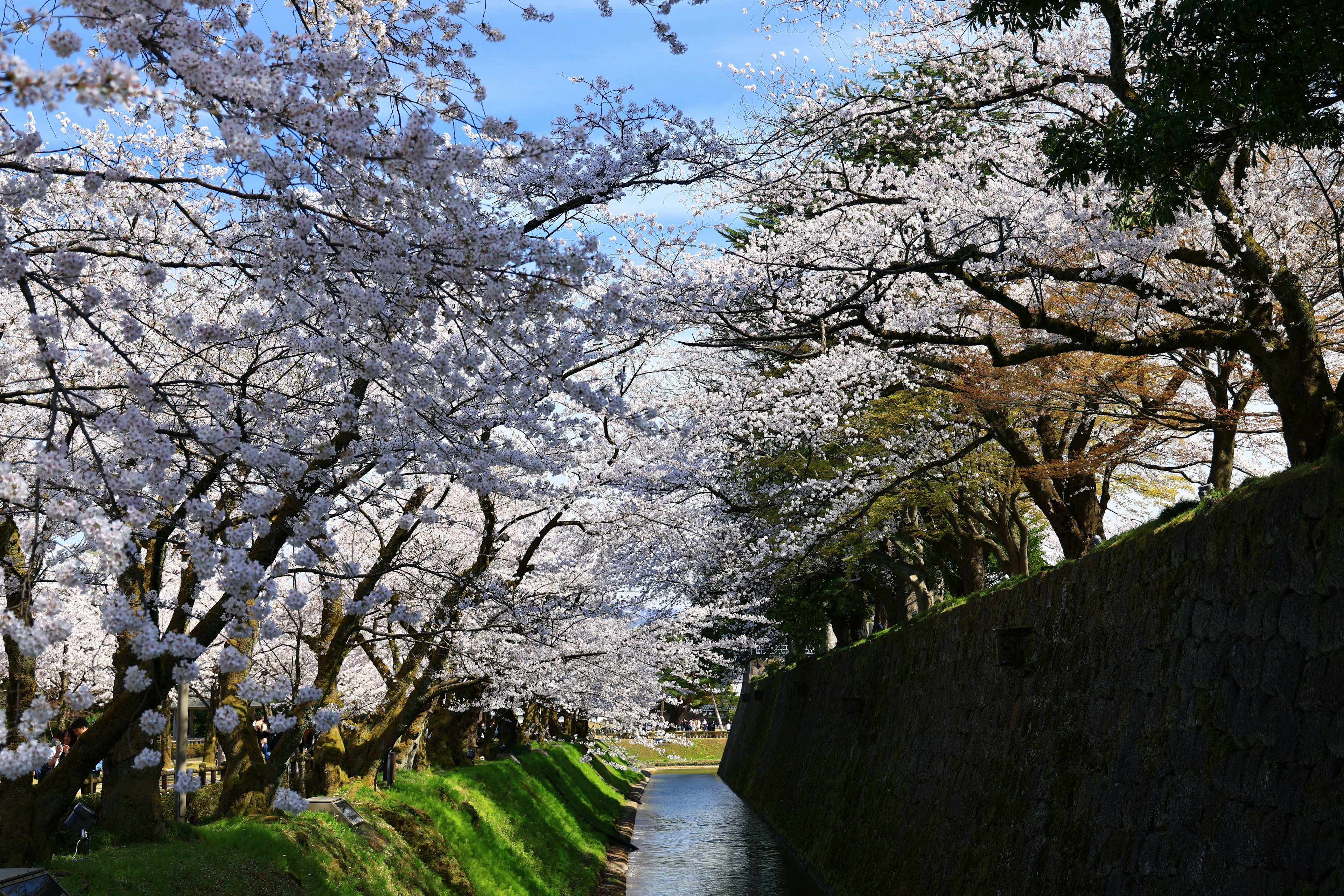 Vista panoramica di alberi di ciliegio in fiore lungo un fiume