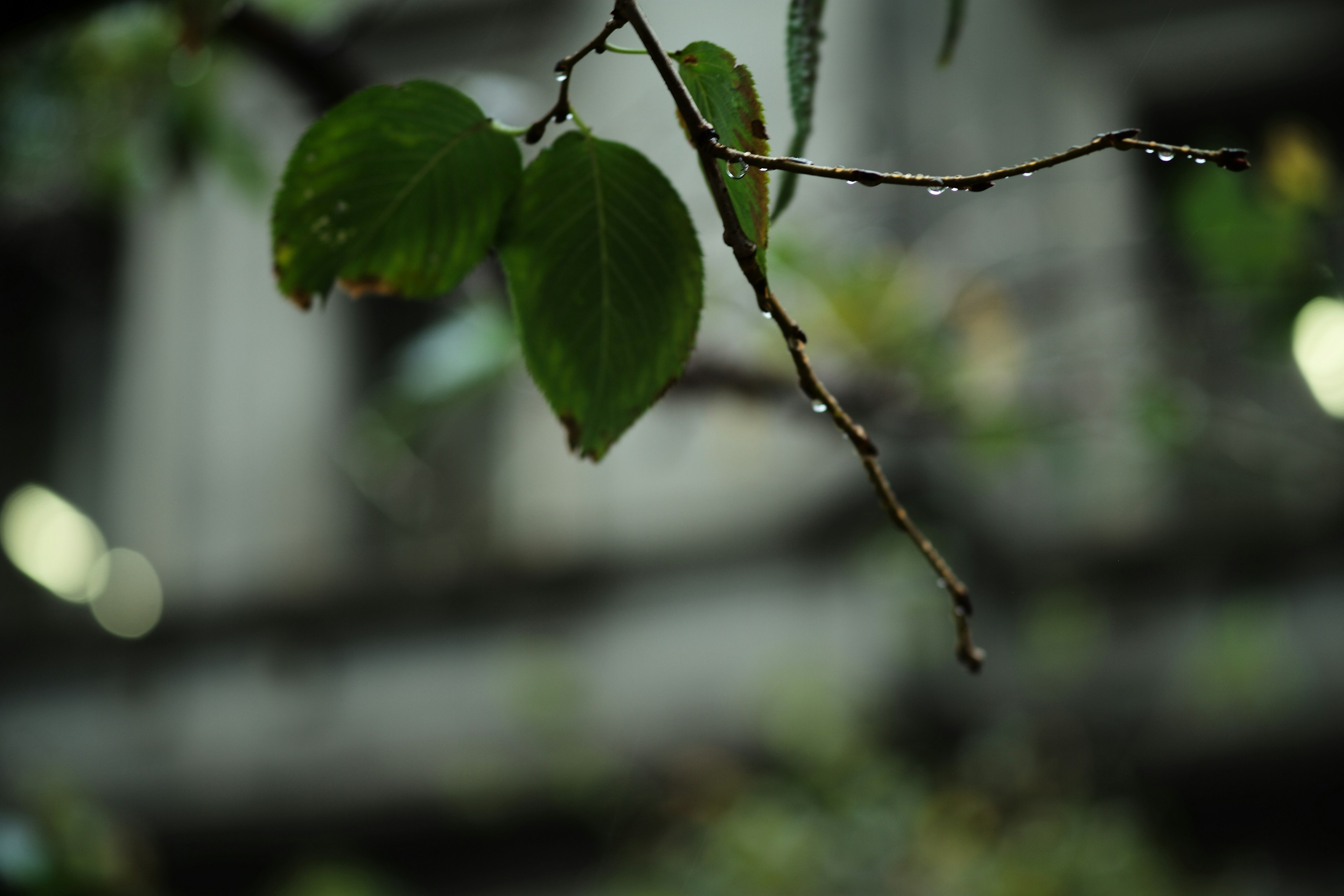 特写绿色叶子和水滴在树枝上模糊背景