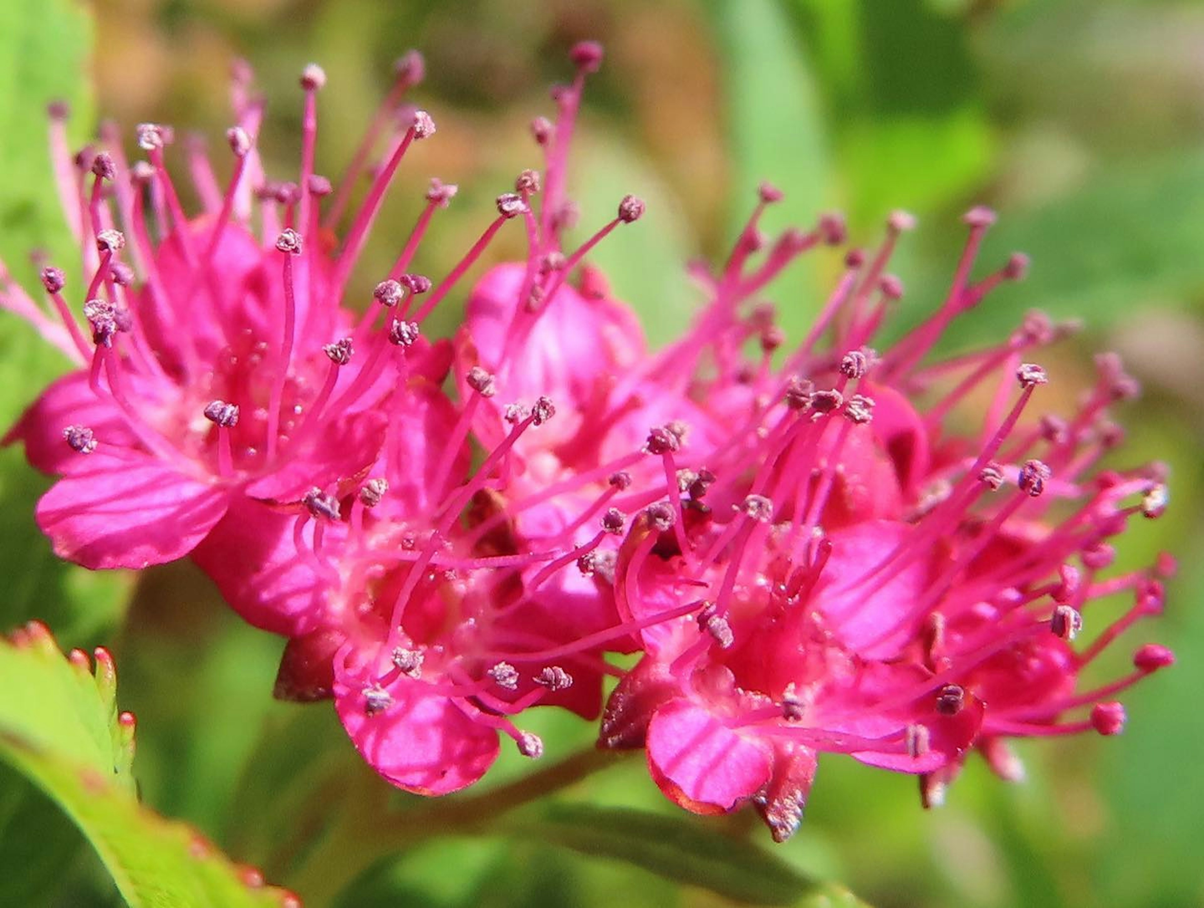 Raggruppamento di fiori rosa vivaci con stami prominenti