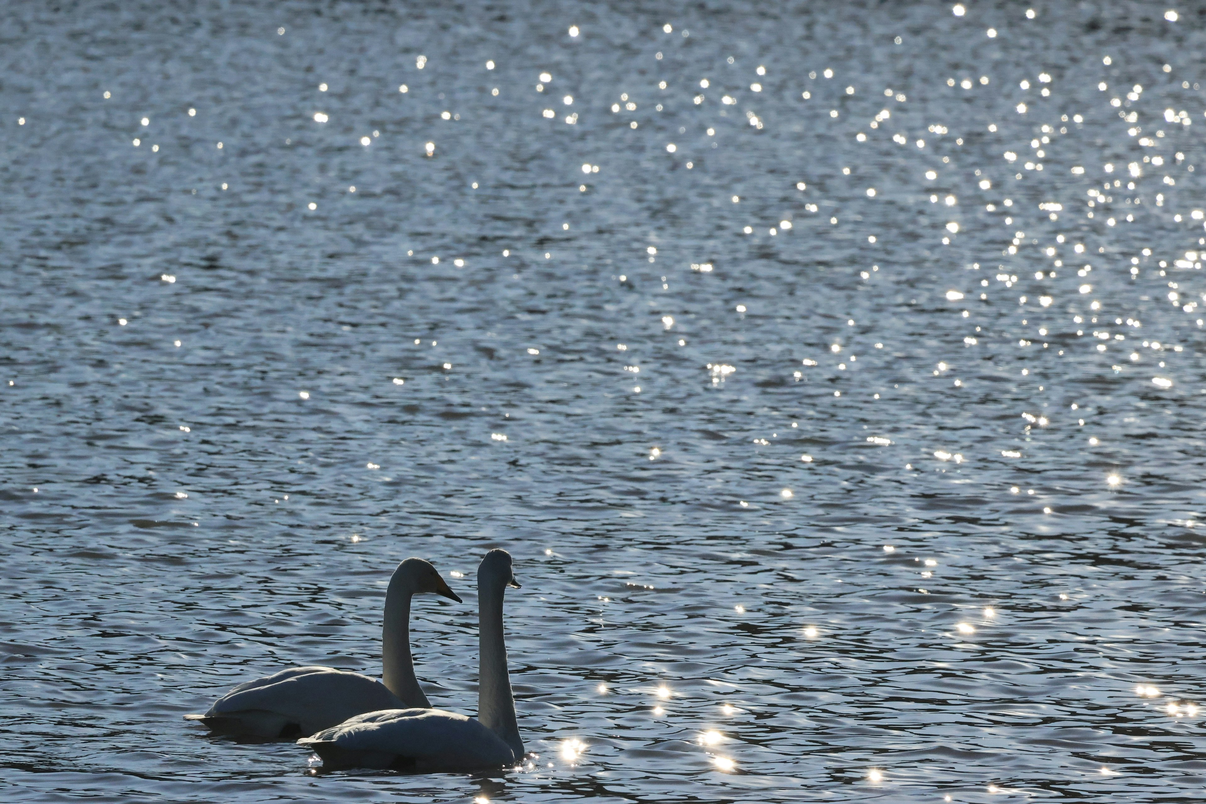 Dos cisnes en agua brillante con reflejos centelleantes