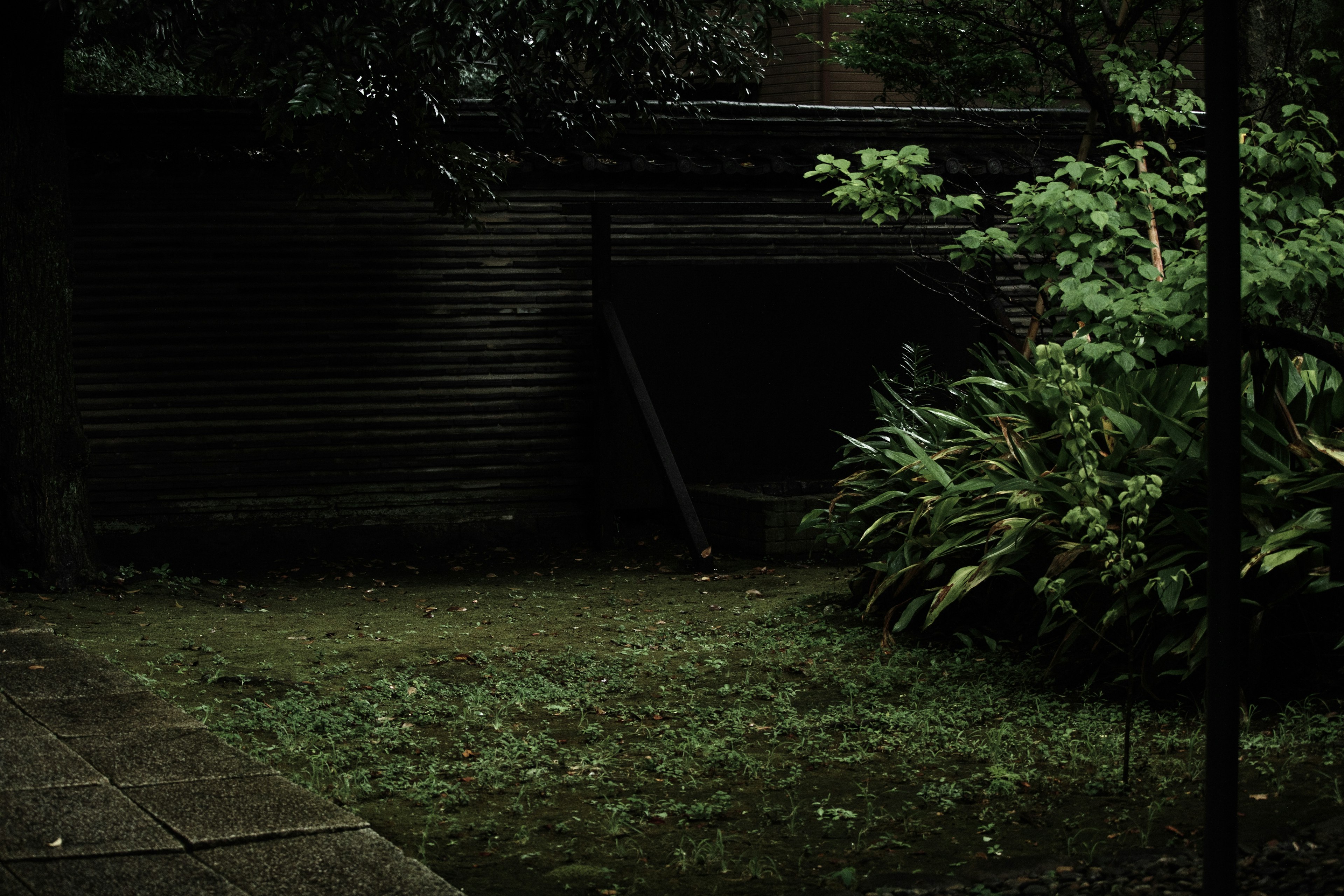 Dimly lit garden scene featuring green plants and overgrown grass