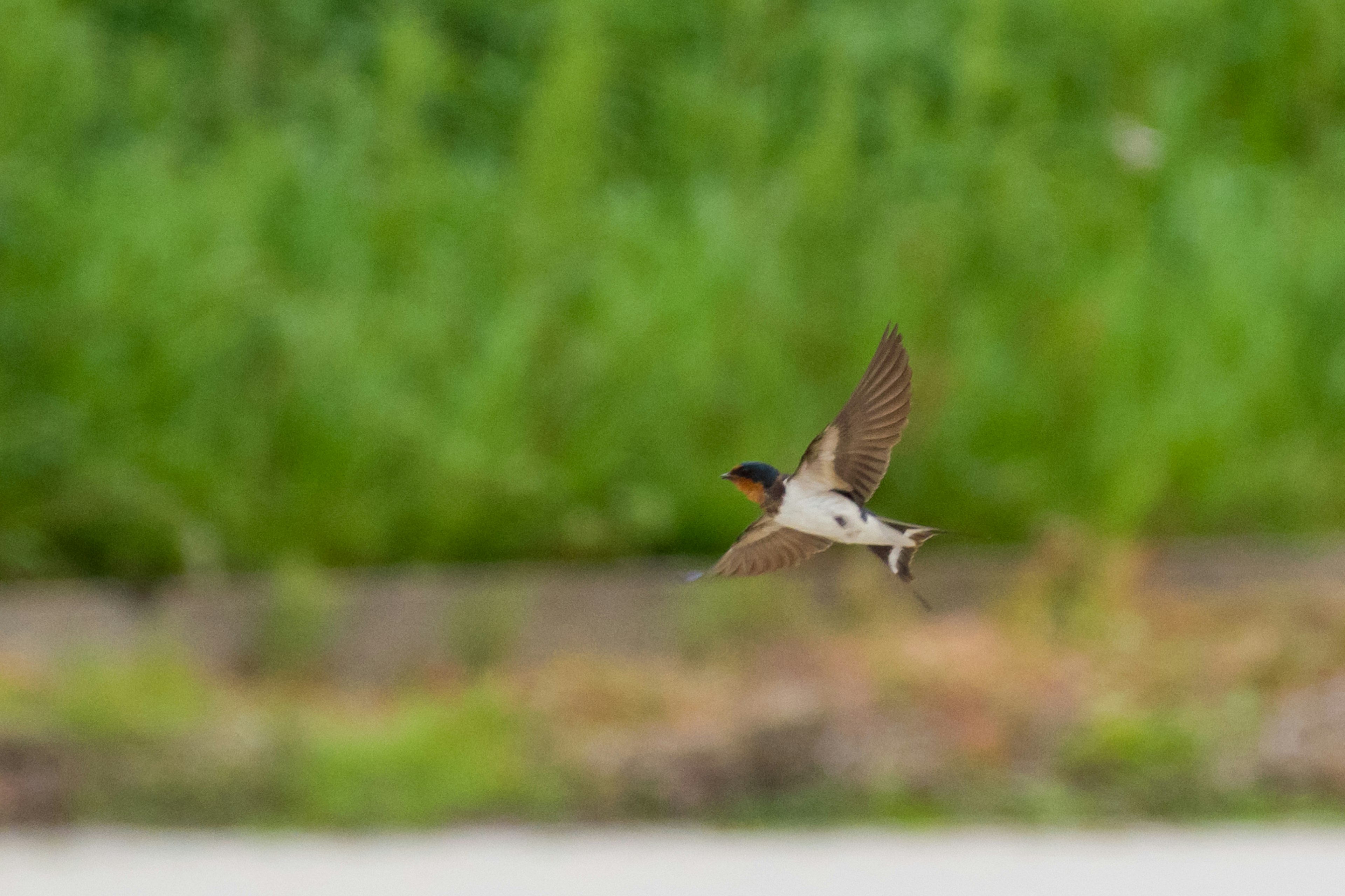 Eine fliegende Schwalbe mit grünem Laub im Hintergrund