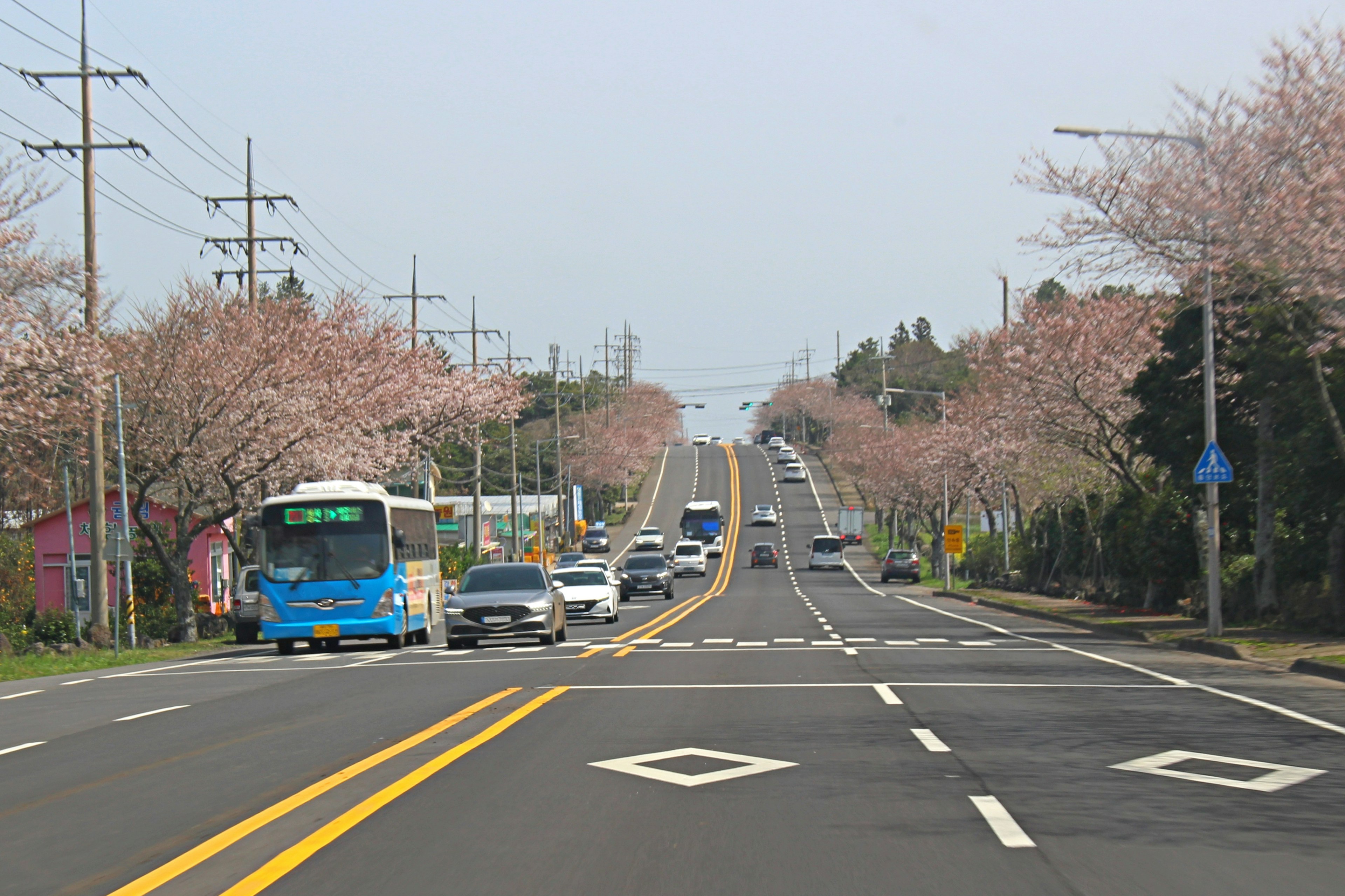 Jalan yang dipenuhi pohon sakura dan mobil yang lewat