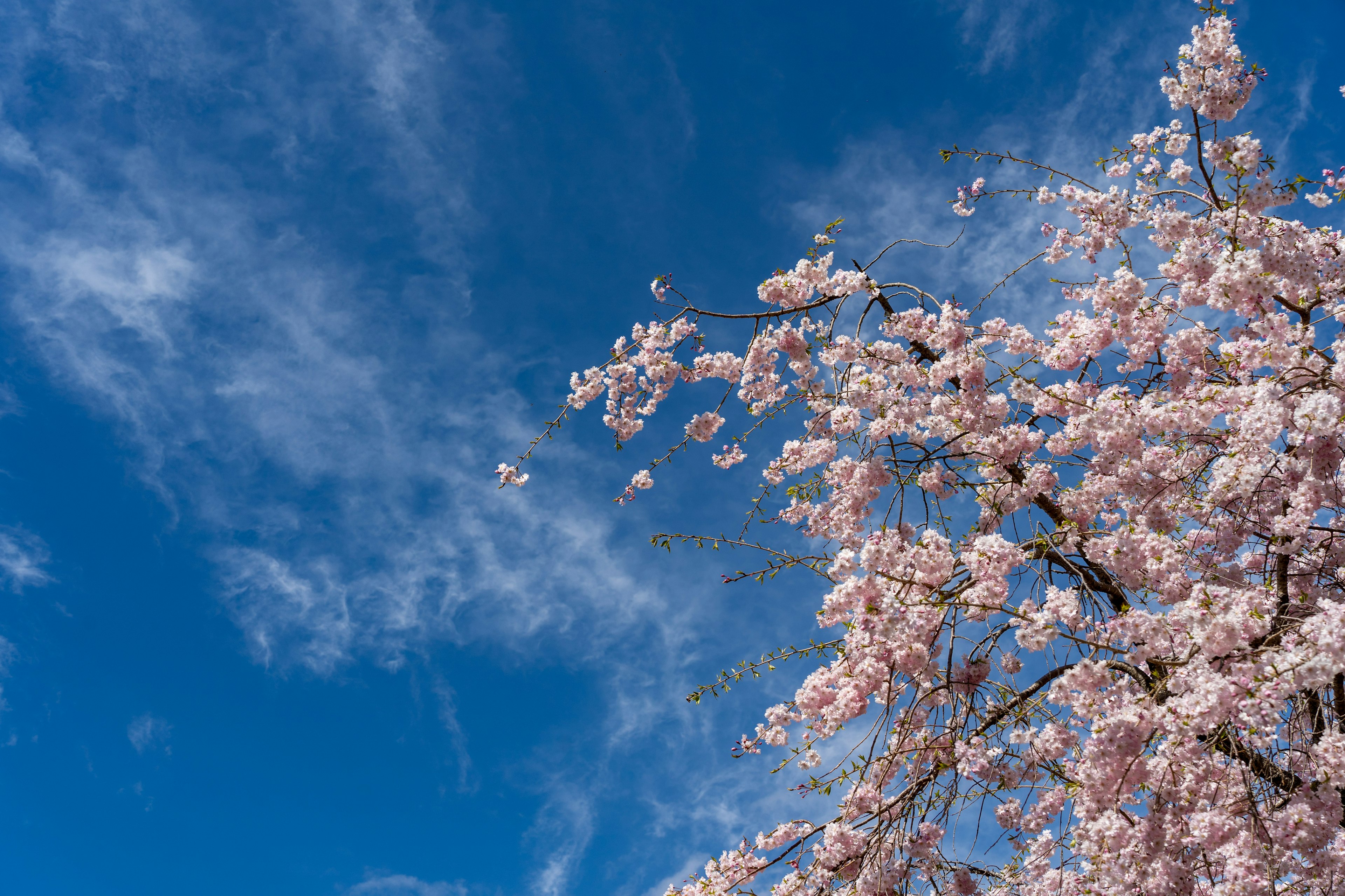 Belle vue de cerisiers en fleurs contre un ciel bleu