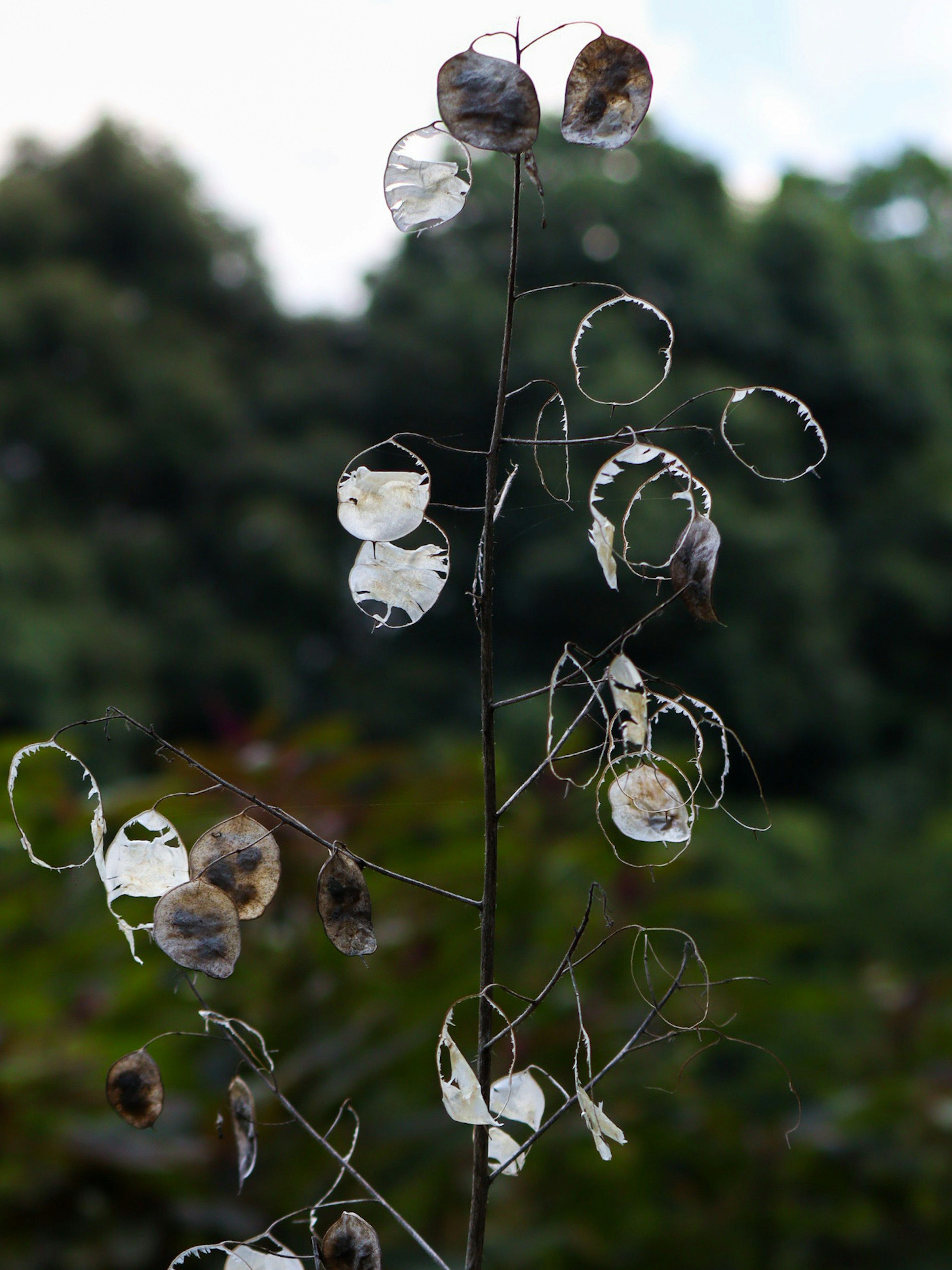 A slender plant stem with white seed pods against a backdrop of green foliage