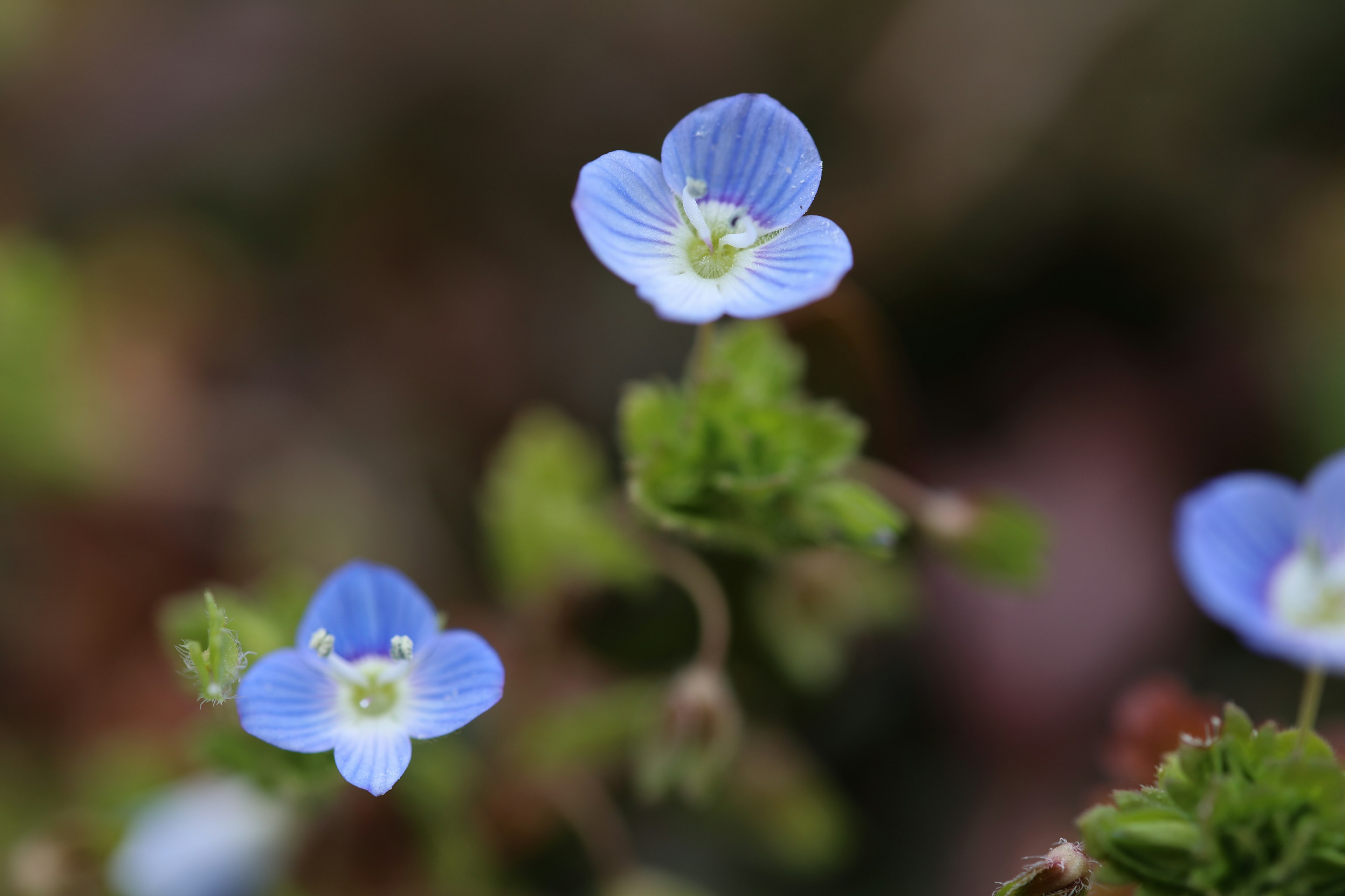 Zarte blaue Blumen mit grünen Blättern in einer natürlichen Umgebung