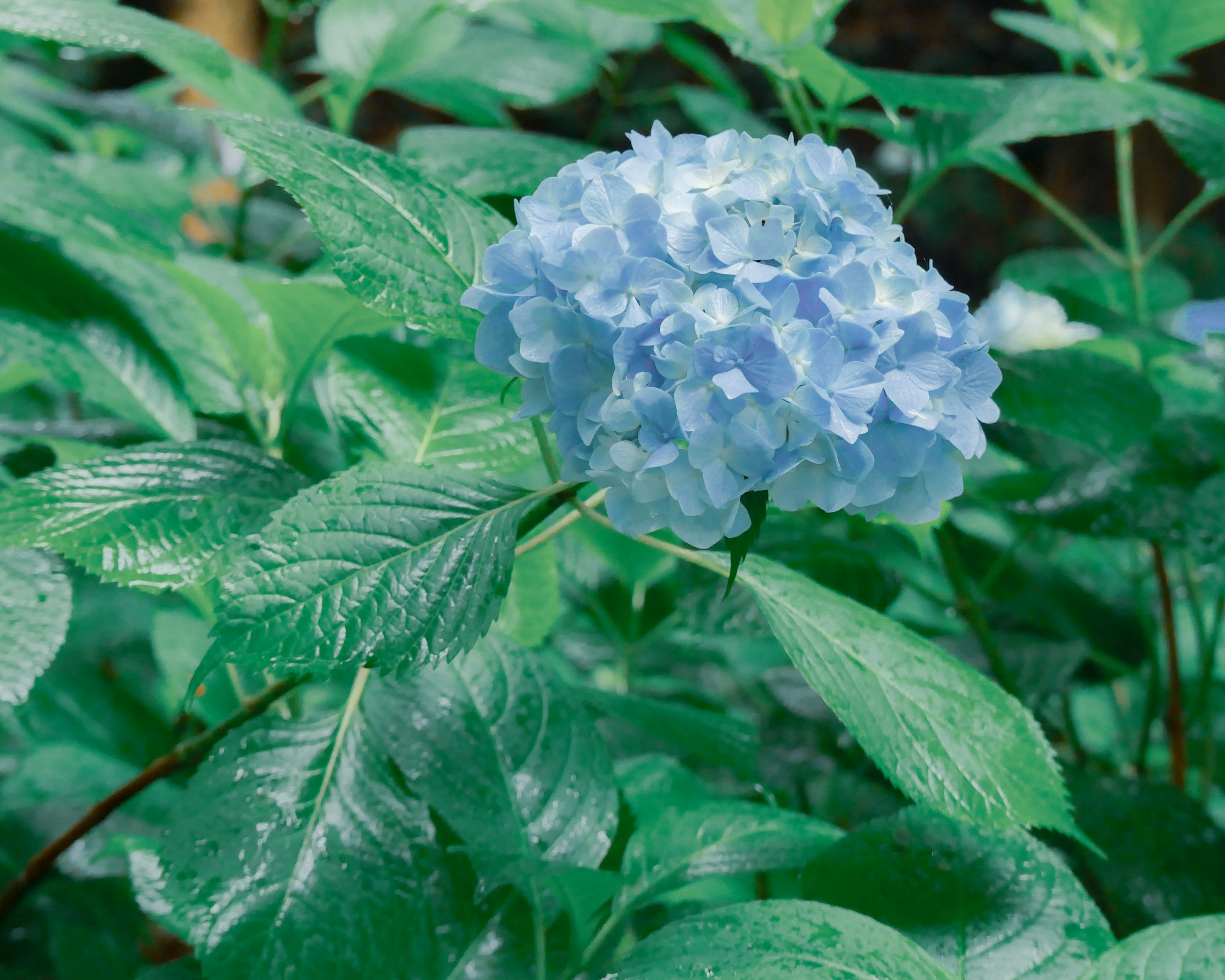 Bunga hidrangea biru dengan daun hijau