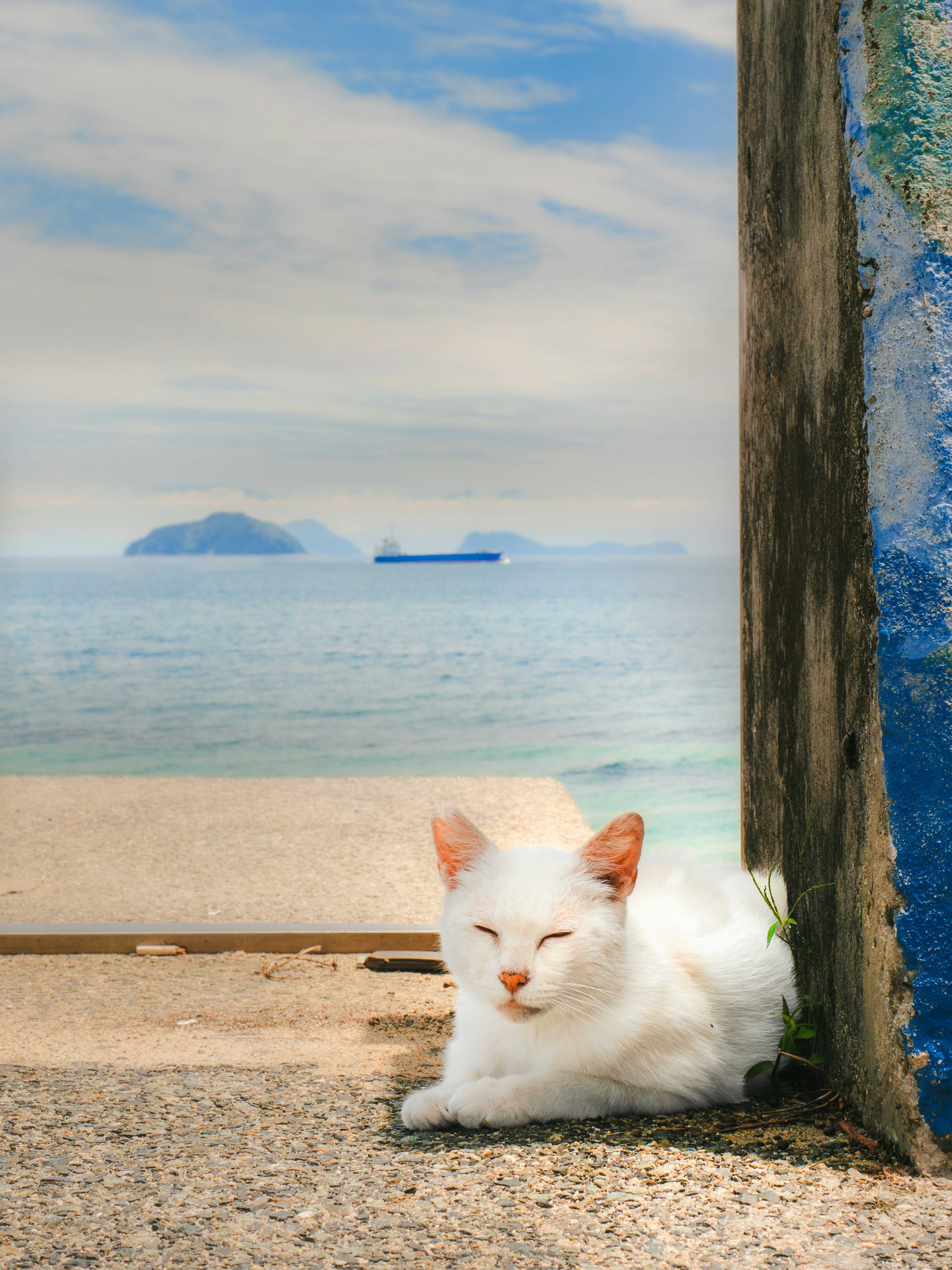 海を背景にした白い猫が日向で寝ている