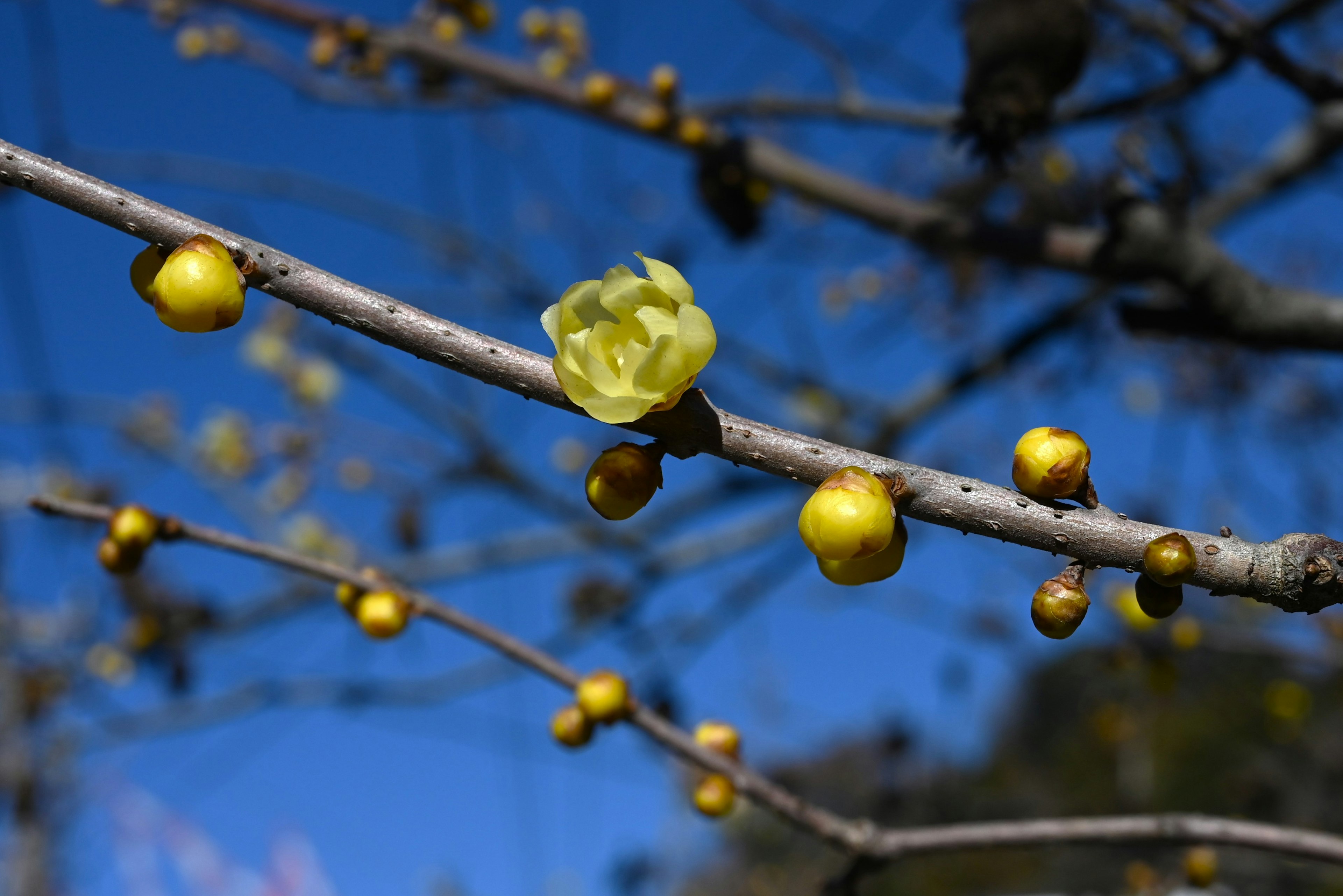 Una rama de flores y botones de chimonanthus contra un cielo azul