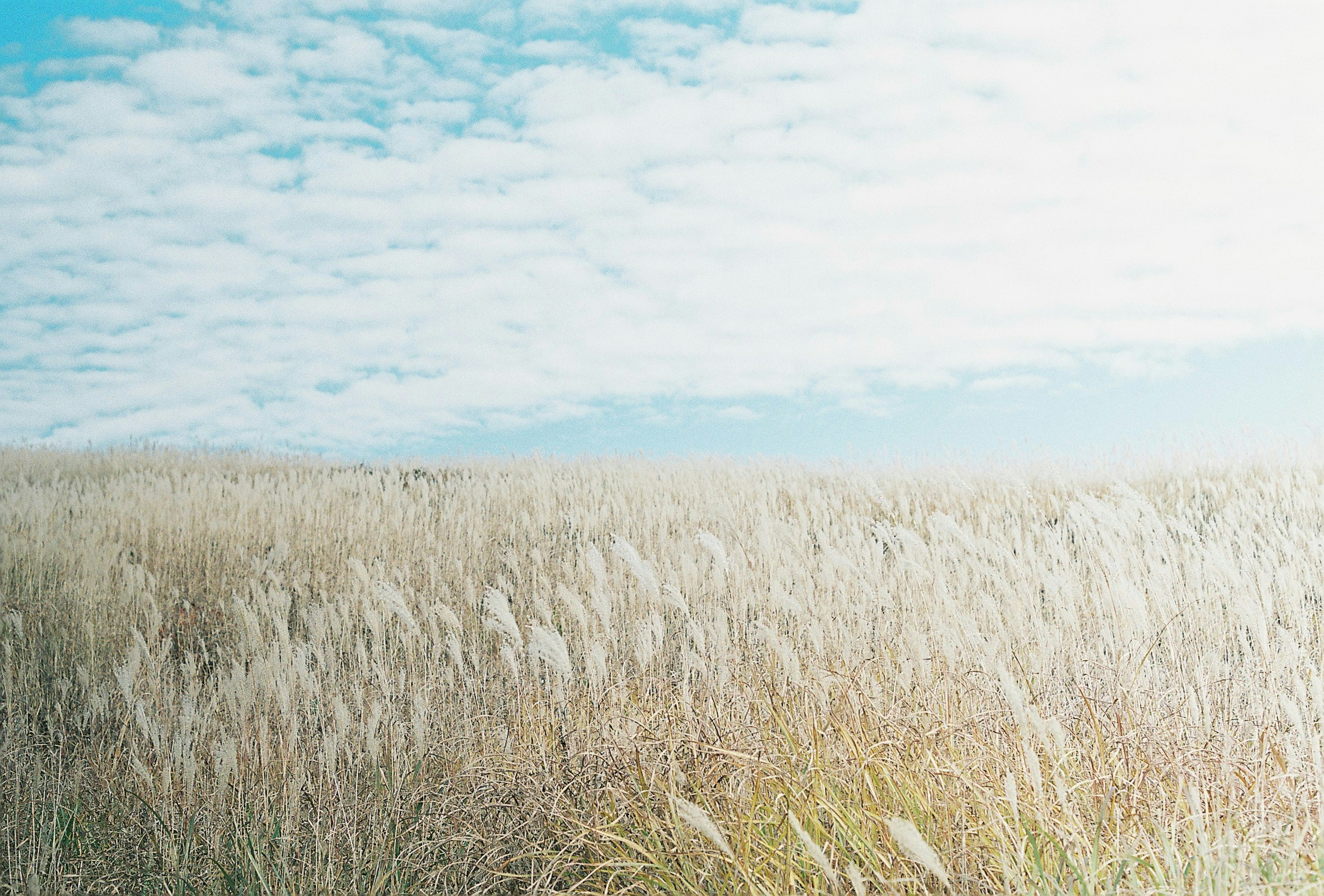 Eine Landschaft mit hohem Gras unter einem blauen Himmel mit weißen Wolken