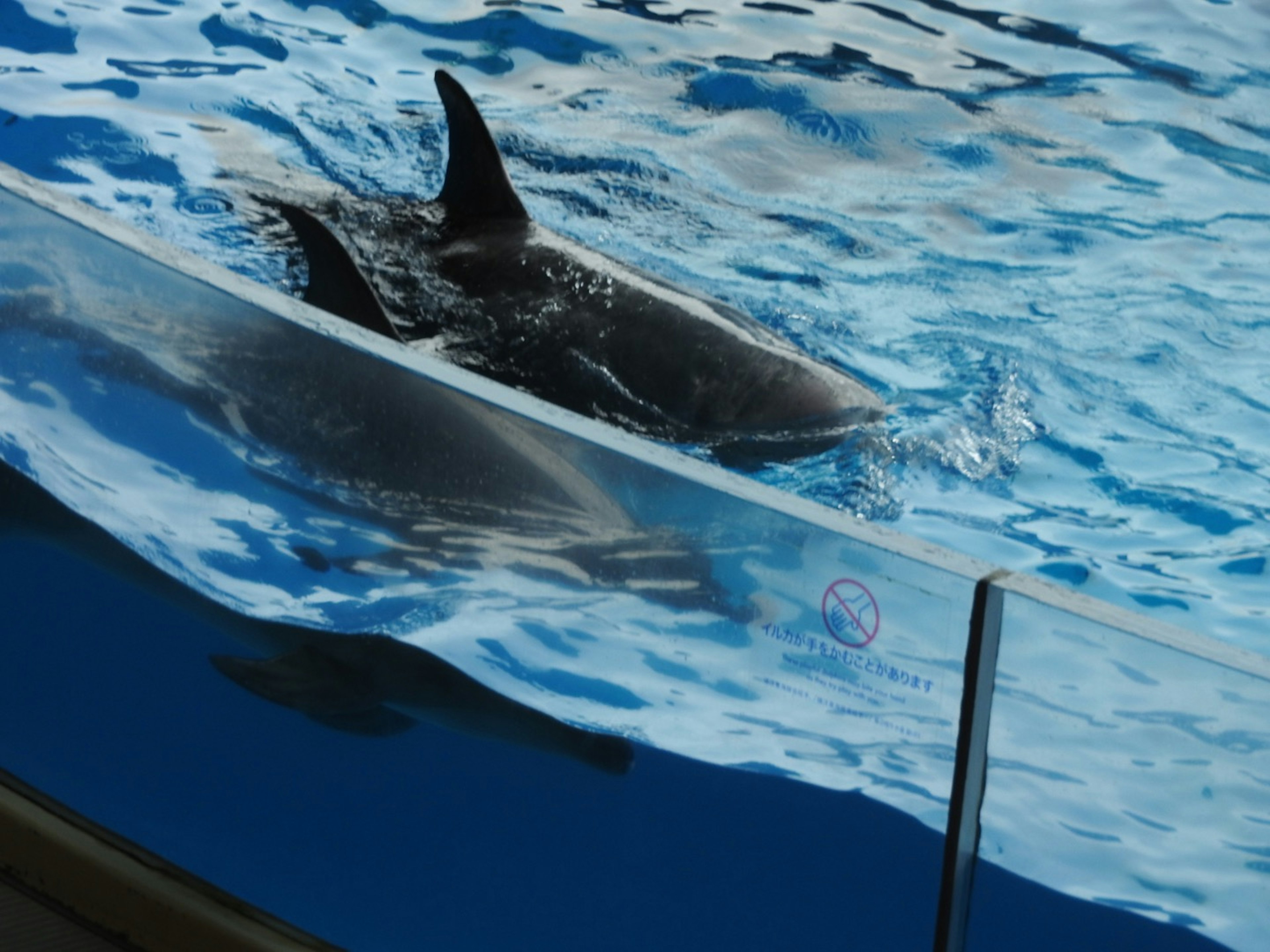 Duo de dauphins nageant dans l'eau avec des reflets