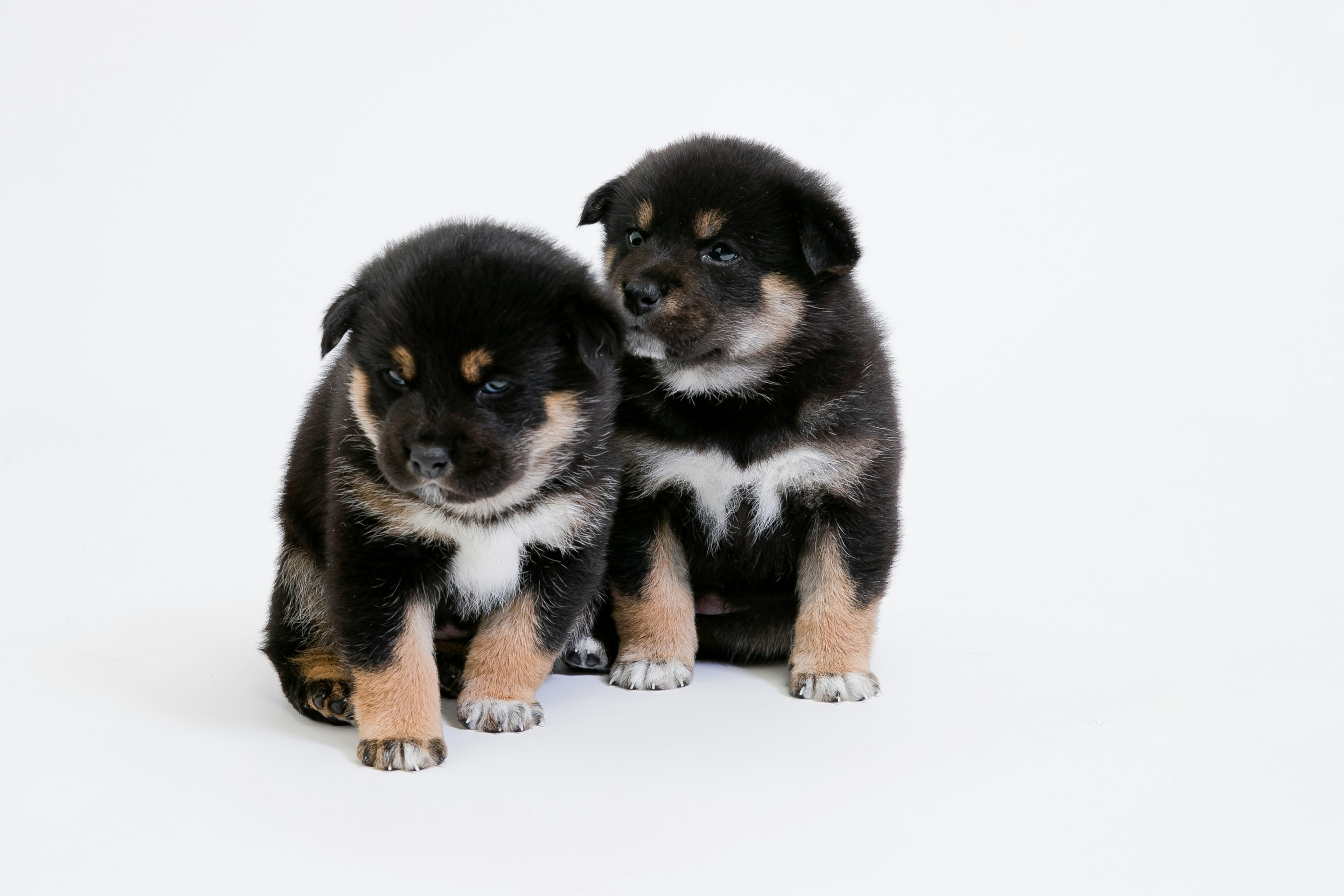 Two puppies sitting together on a white background