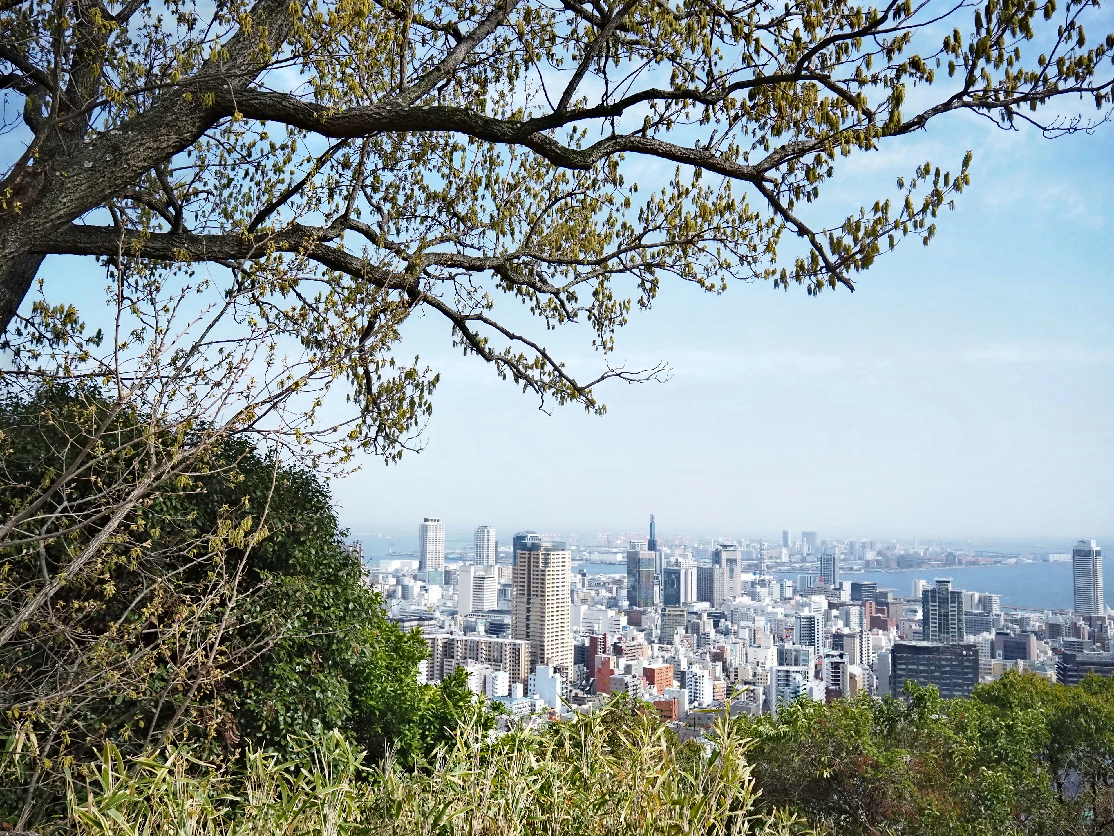 City skyline view under blue sky with tree branches