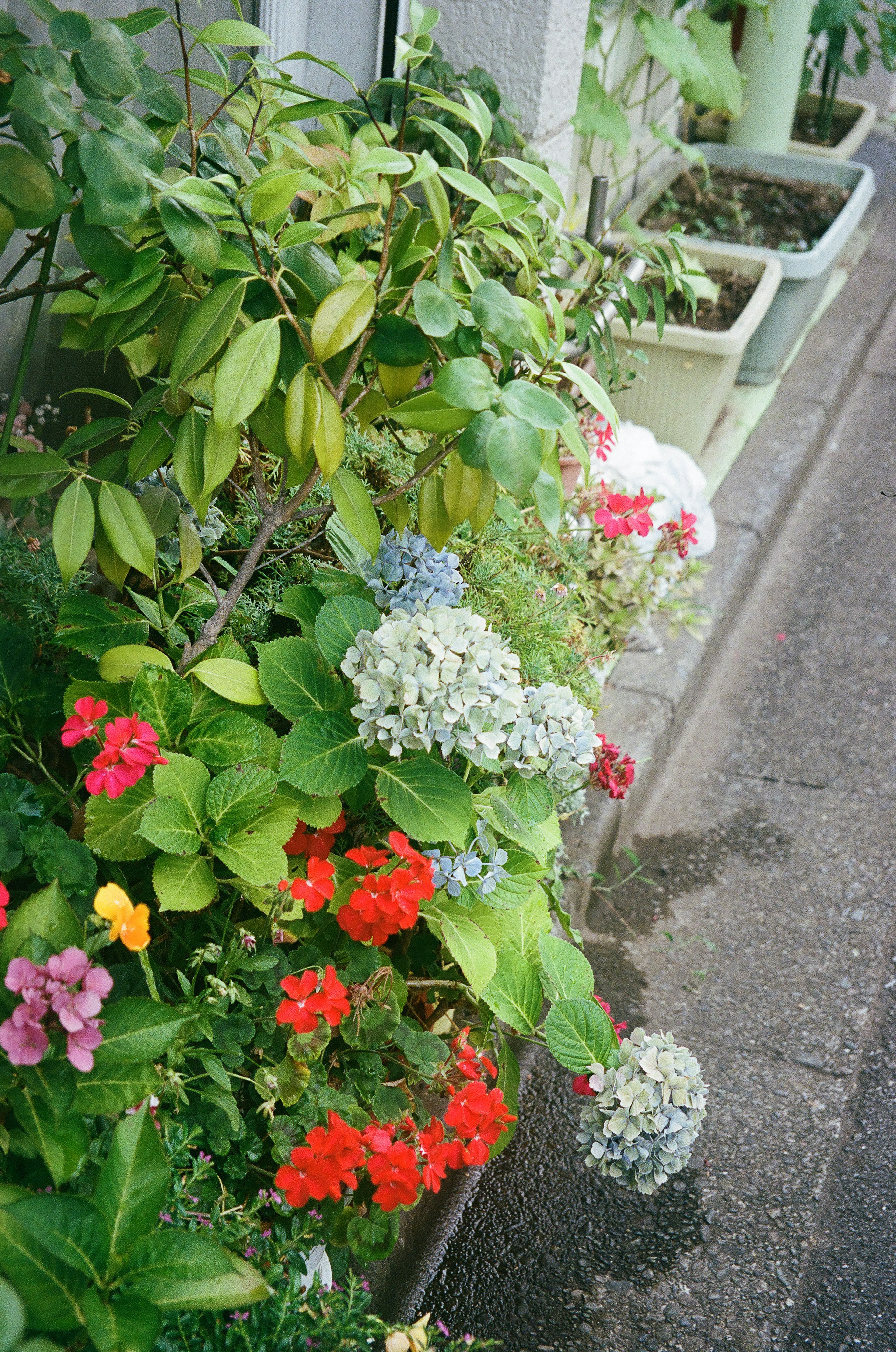 郁郁葱葱的花园角落里的鲜艳花朵