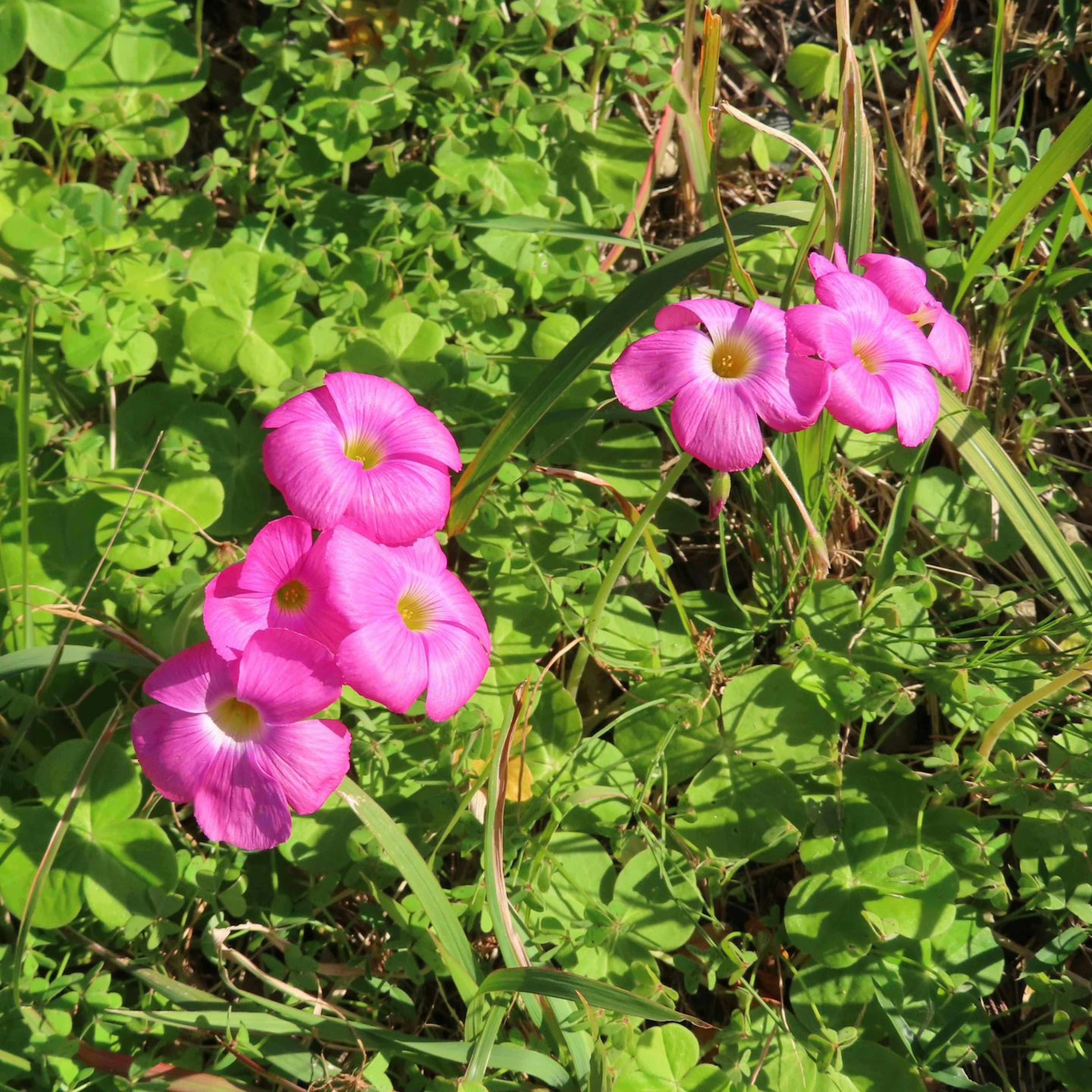 Fleurs roses vives fleurissant parmi des feuilles vertes