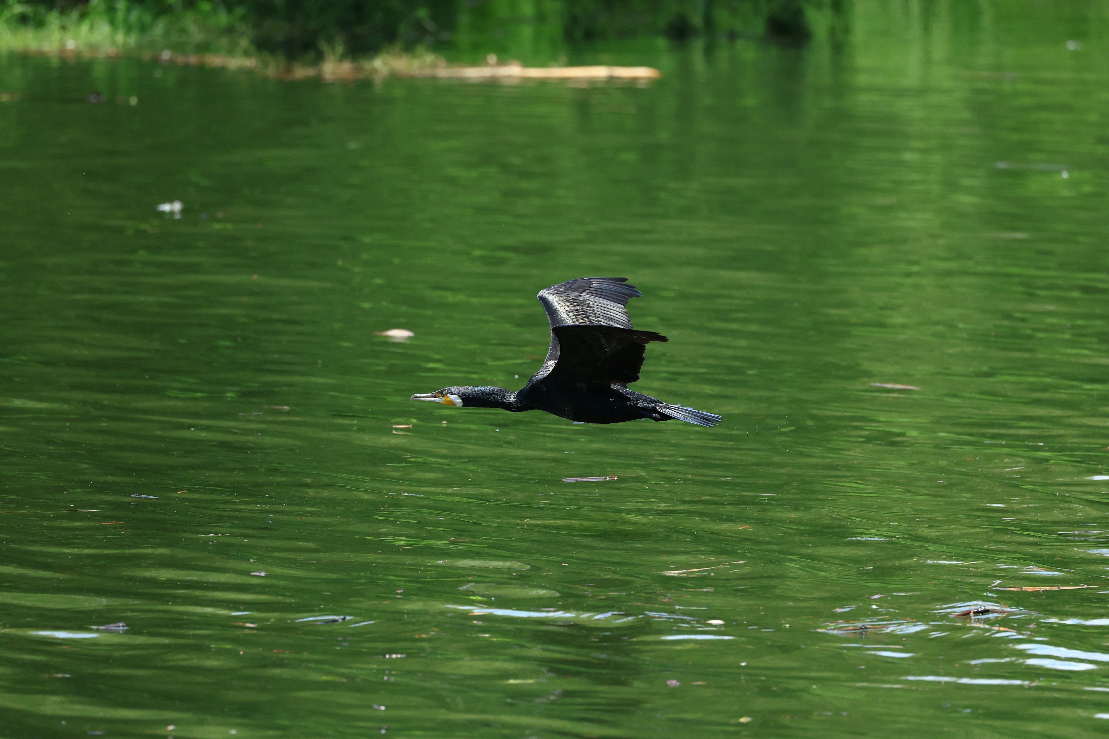 Un uccello nero che vola sopra la superficie dell'acqua verde