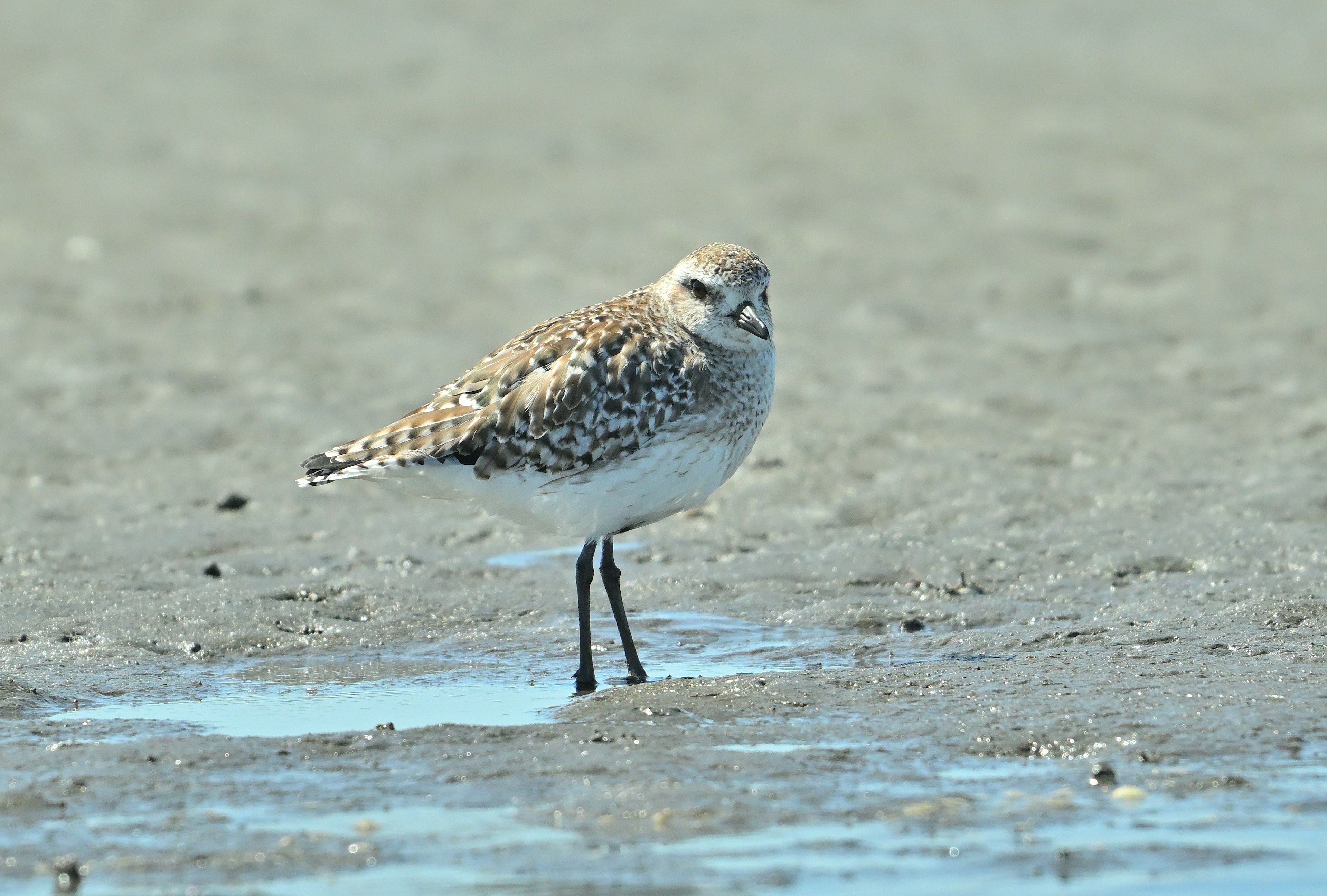 Ein kleiner Vogel steht am Sandstrand