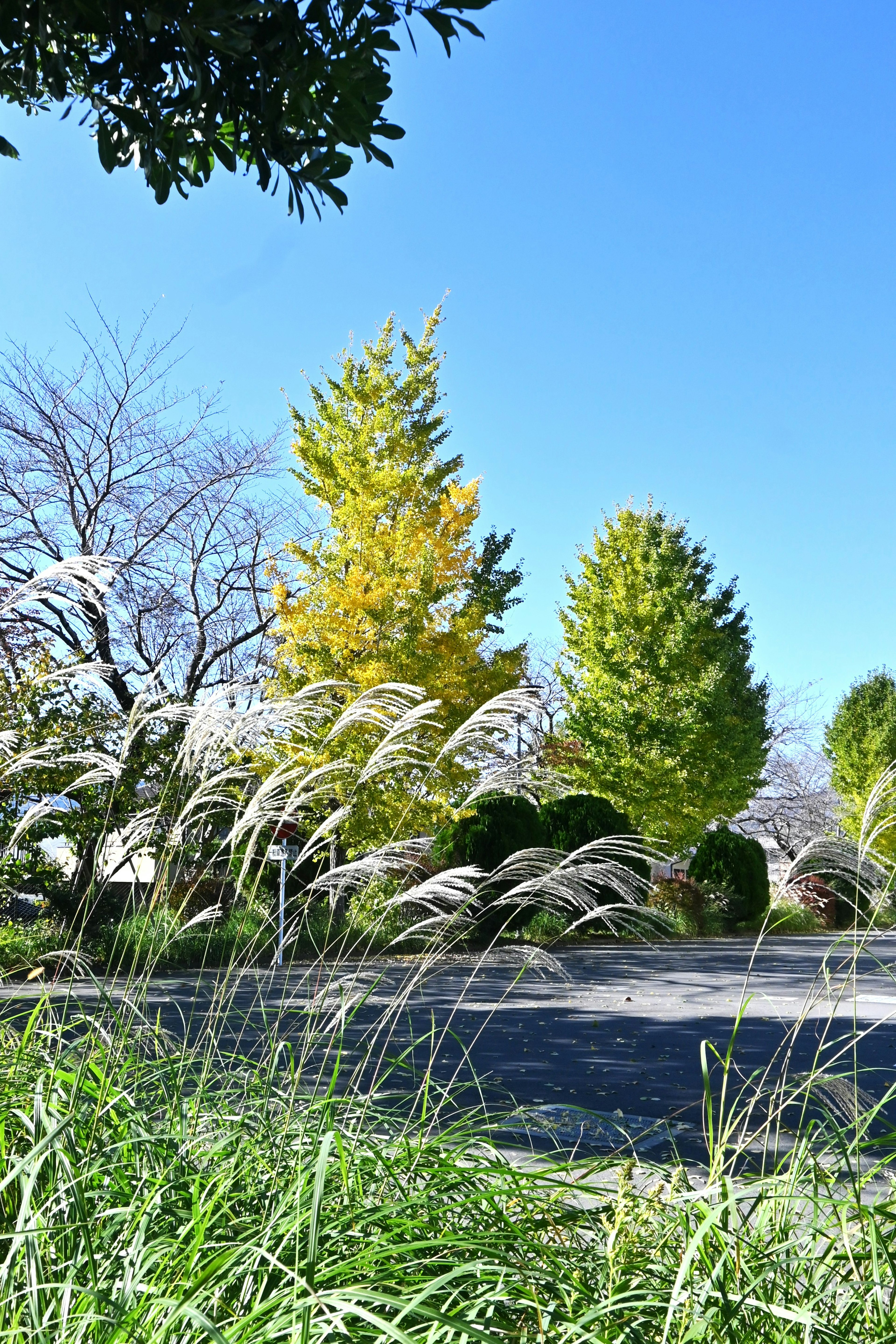 Vista panoramica con alberi colorati e erba sotto un cielo blu