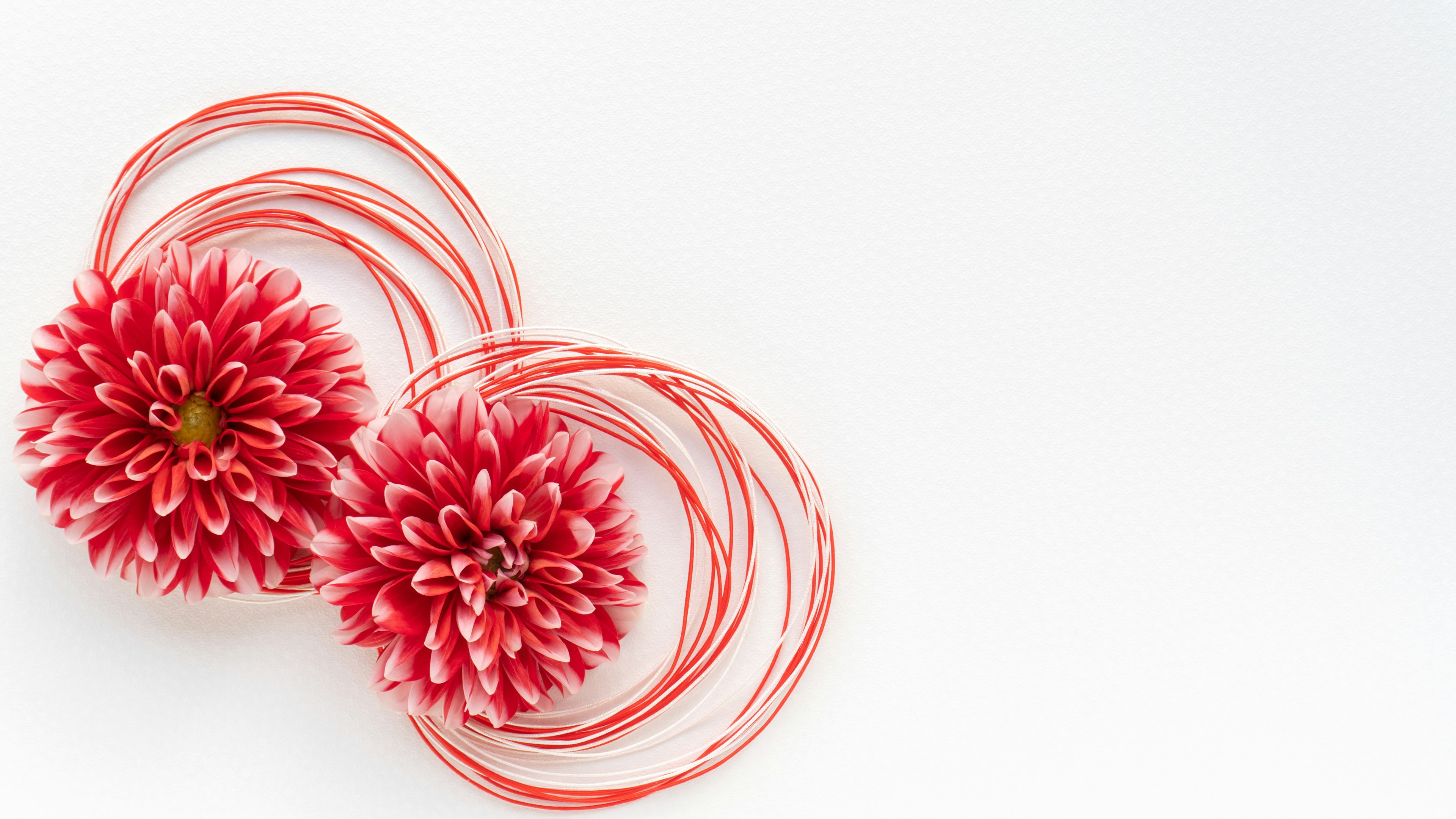 Dos flores rojas vibrantes con delicados hilos rosas sobre fondo blanco