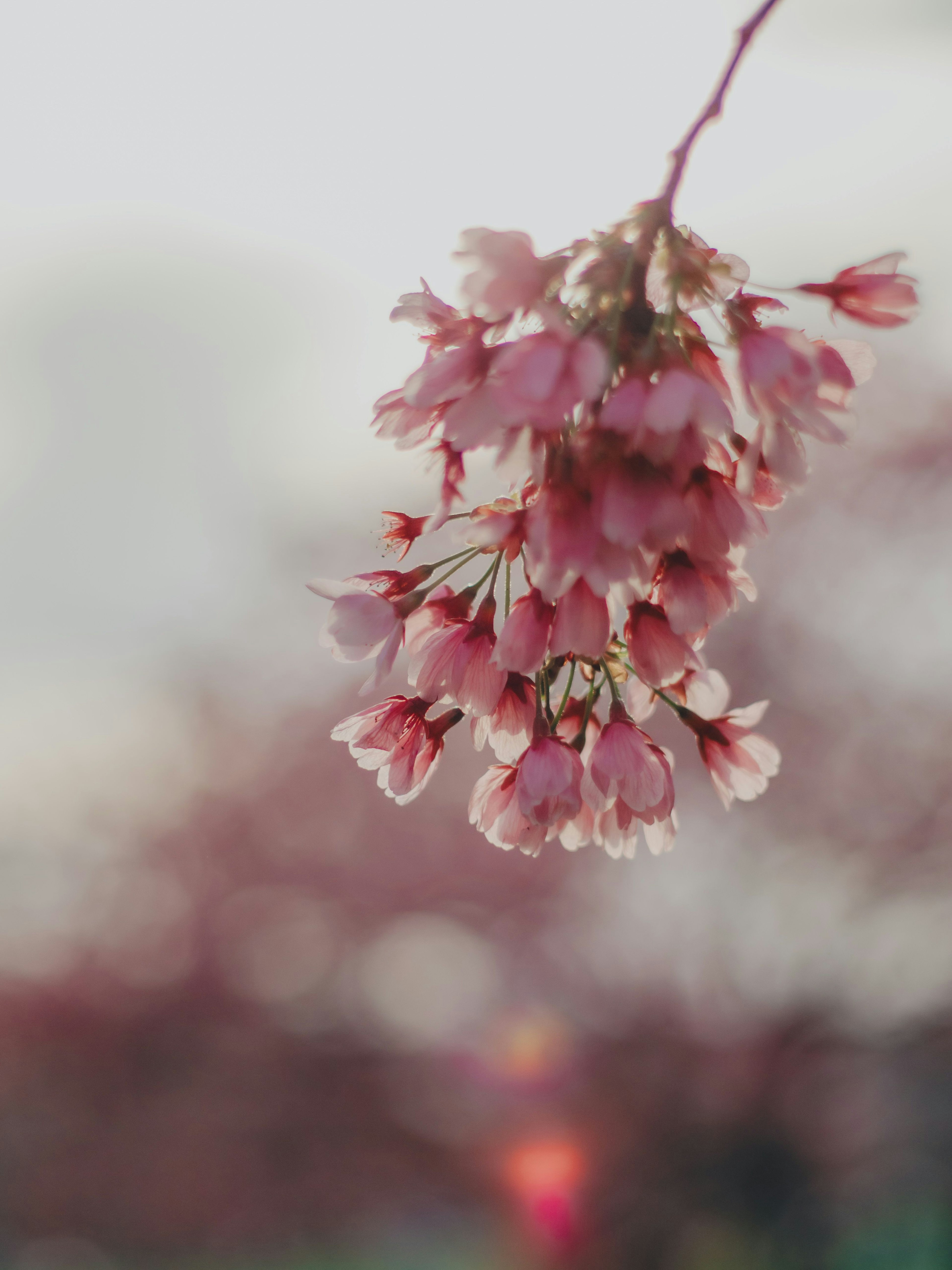 Close-up bunga sakura yang mekar