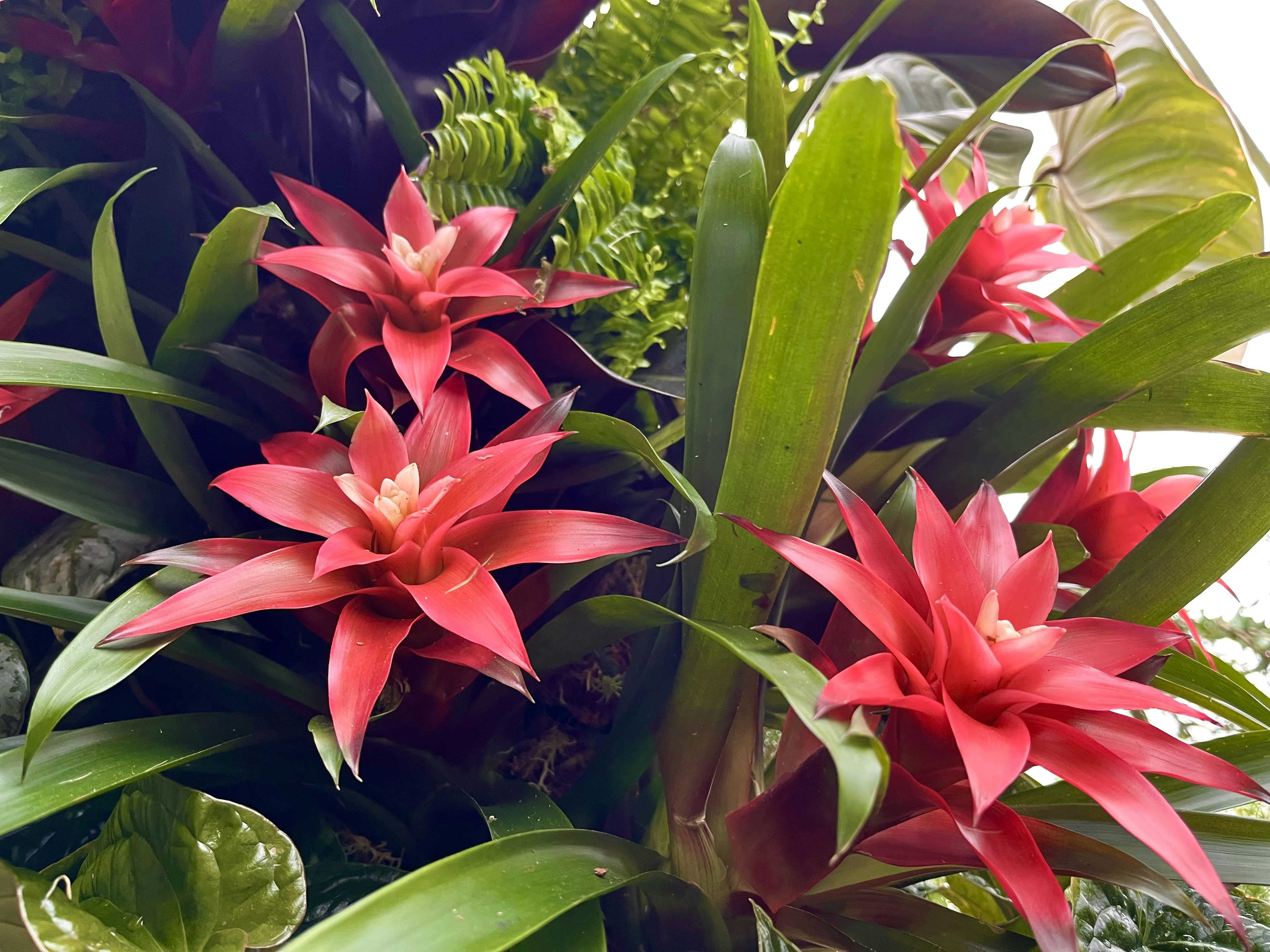 Close-up bunga merah cerah dan daun hijau dari tanaman tropis