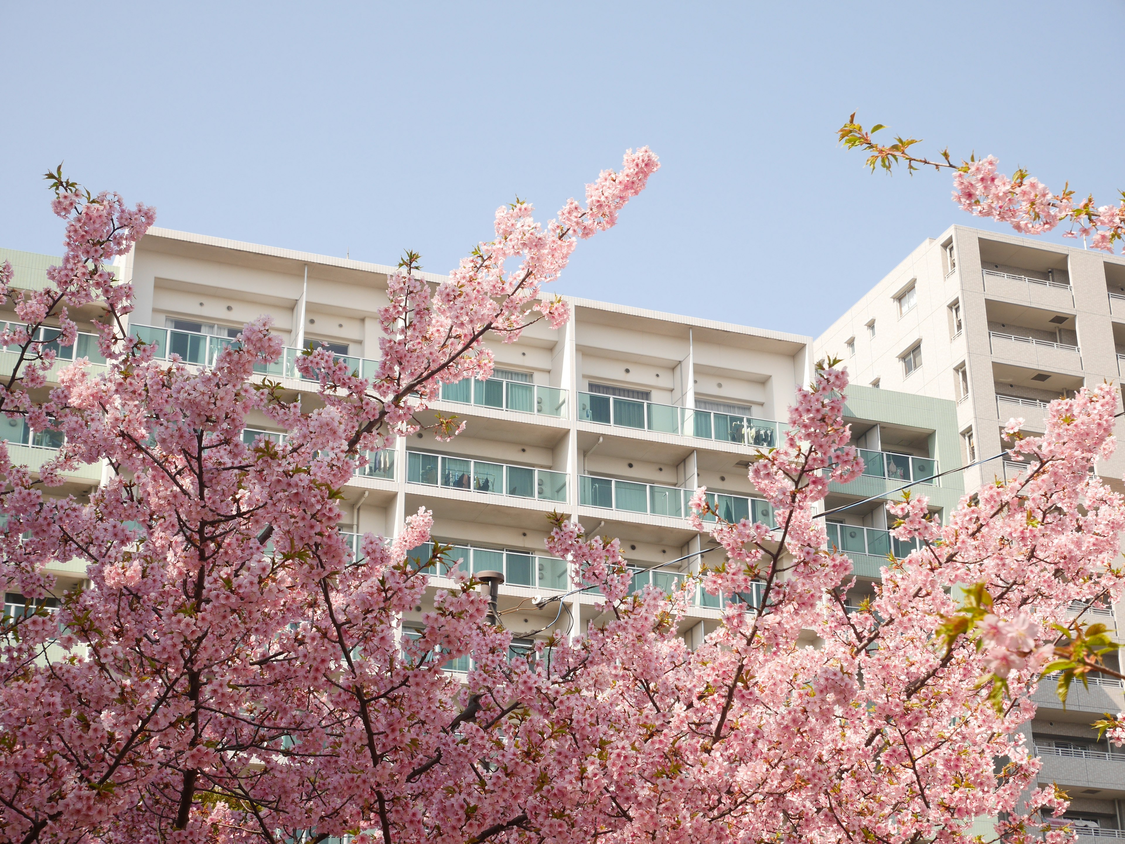 Pohon sakura di depan gedung apartemen