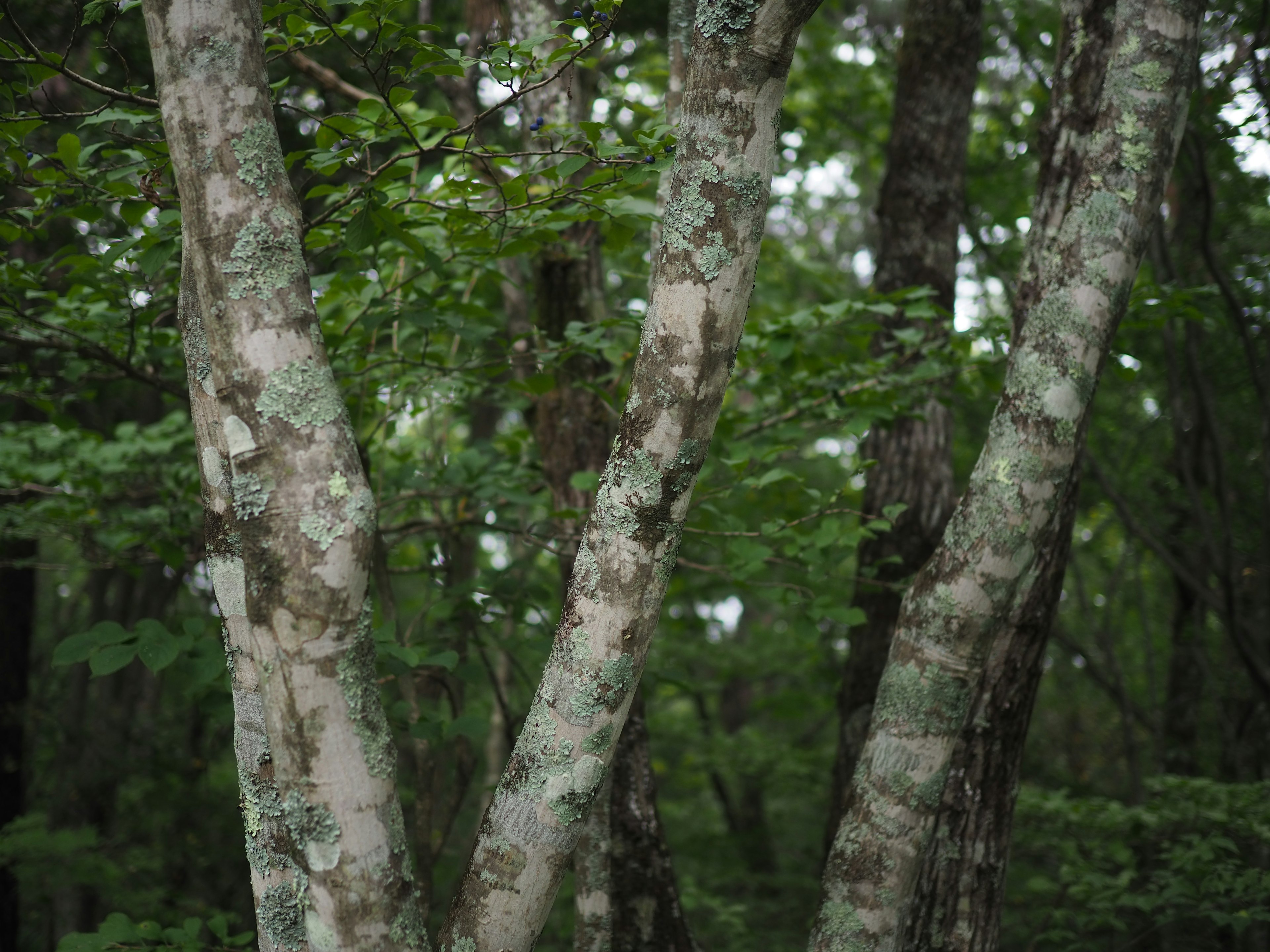 V-shaped tree trunks in a lush green forest