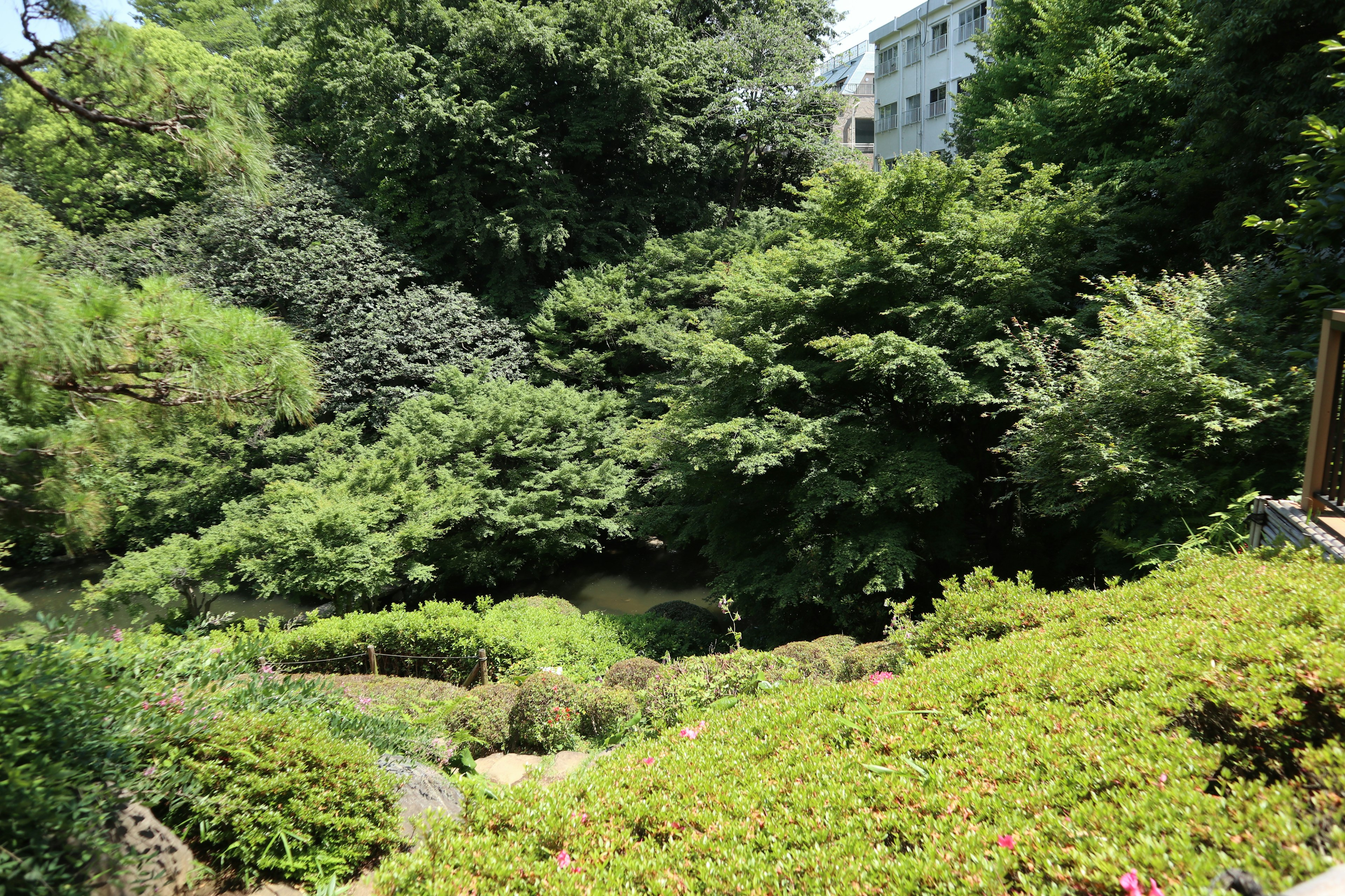 Lush garden landscape with dense greenery and trees