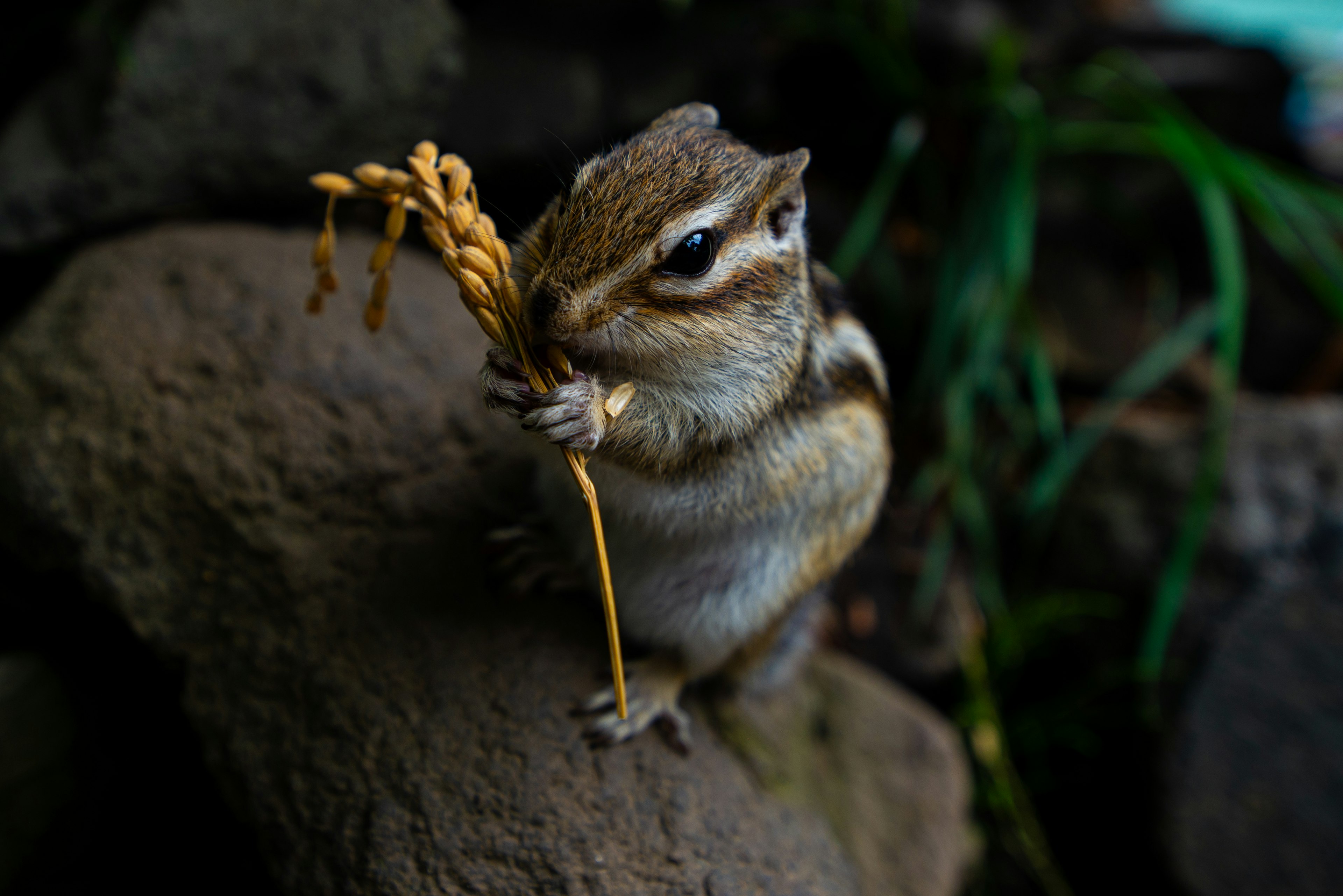 Una pequeña ardilla listada sosteniendo un tallo de grano sobre una roca