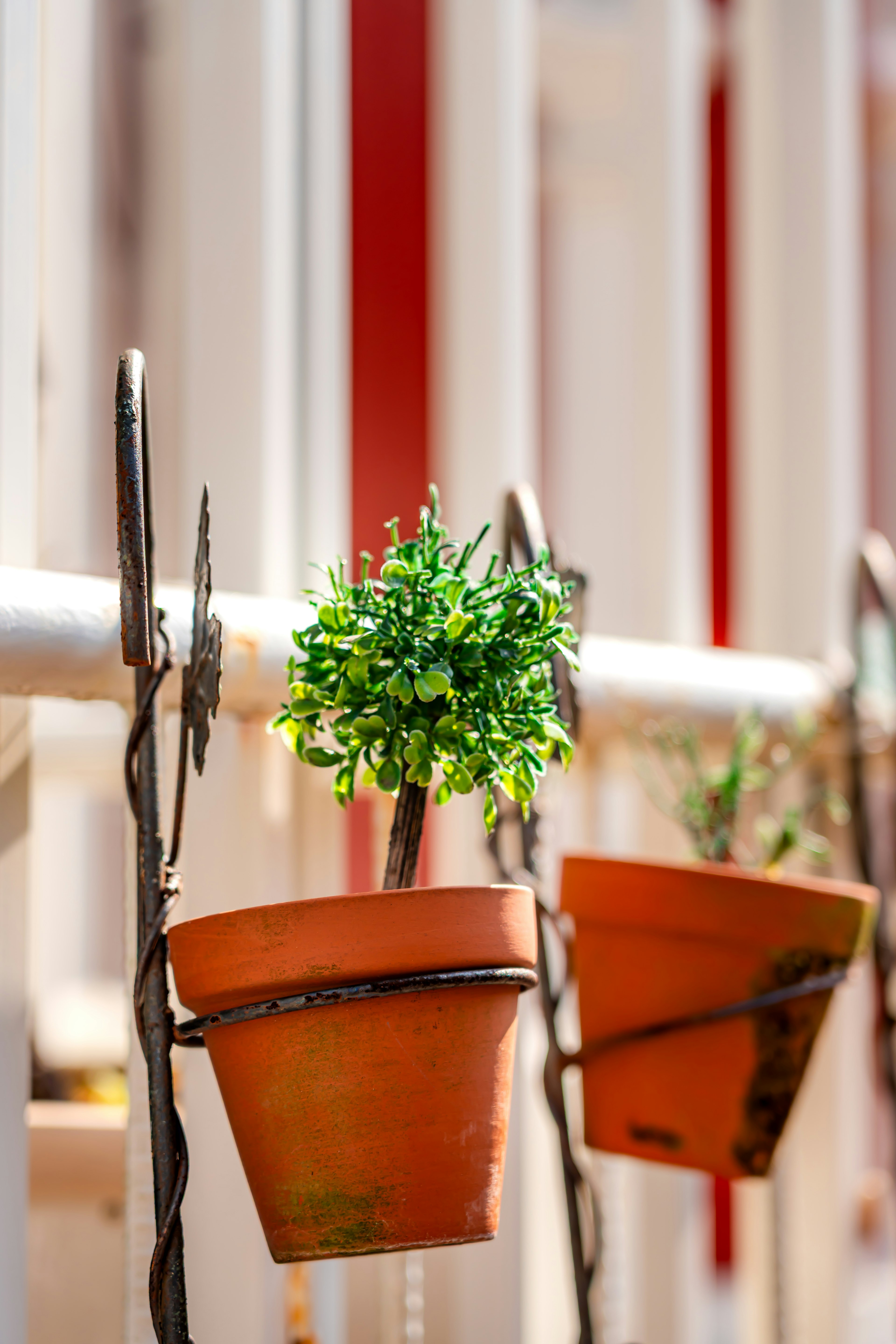 緑の植物が植えられたテラコッタの鉢が金属のフックに吊るされている