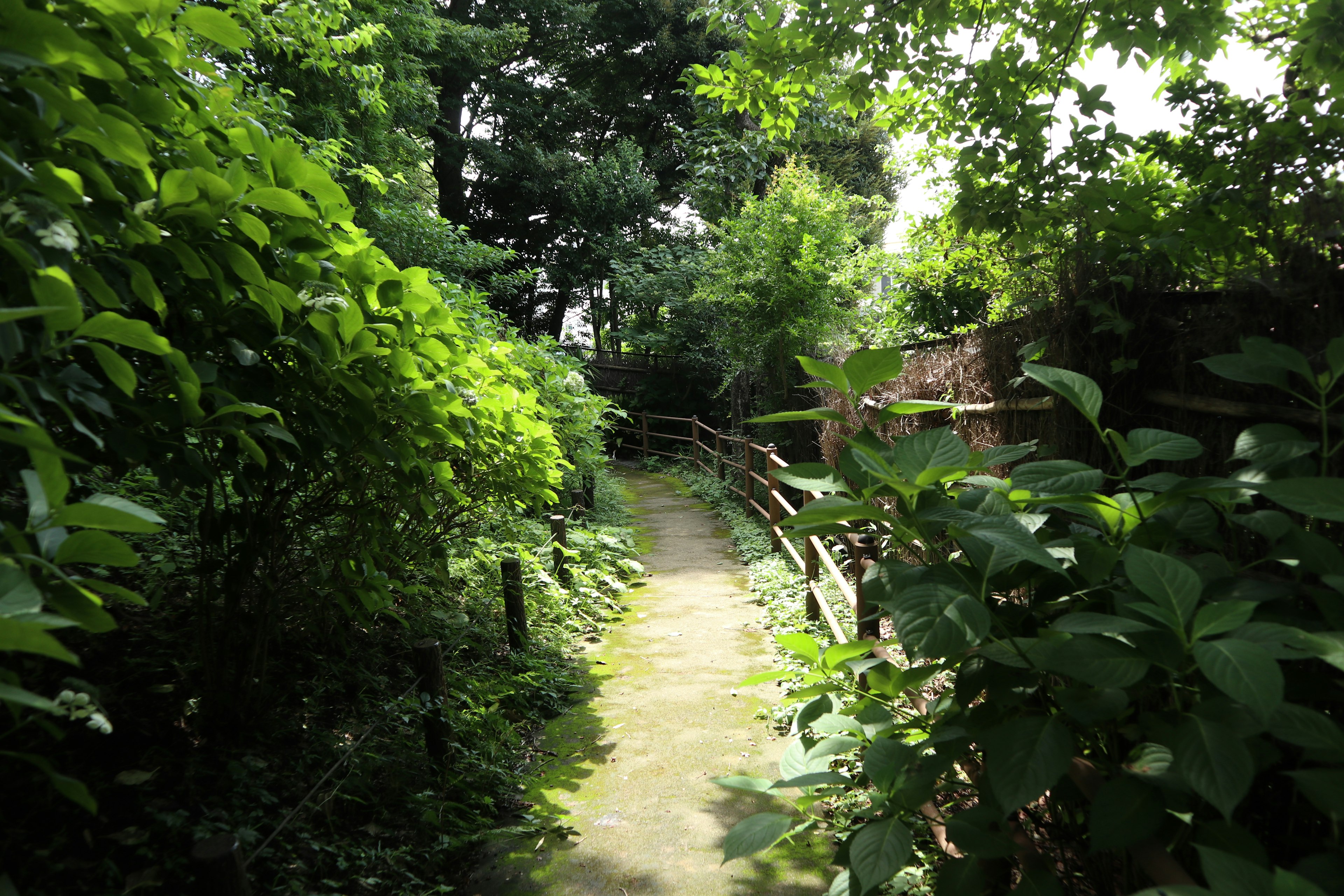 A lush pathway surrounded by greenery and trees