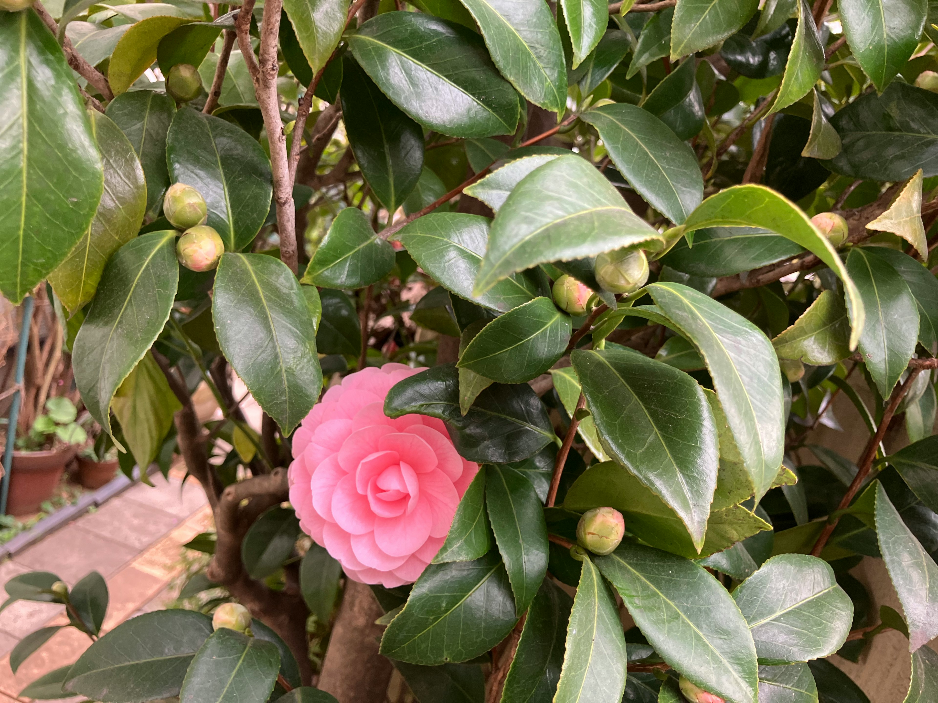 Sebuah bunga merah muda mekar di antara daun hijau