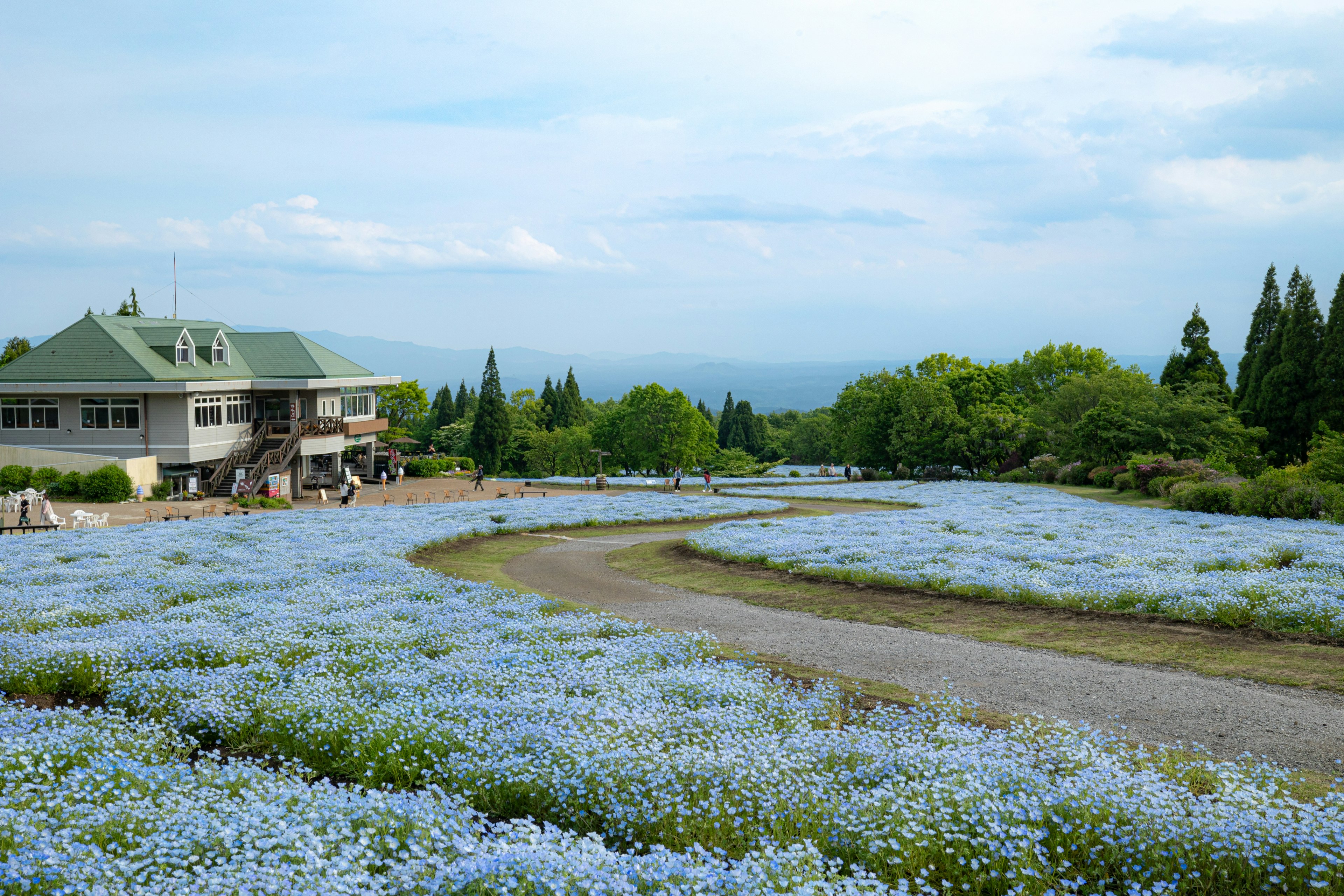 Paysage avec des fleurs bleues et une maison entourée d'arbres verts