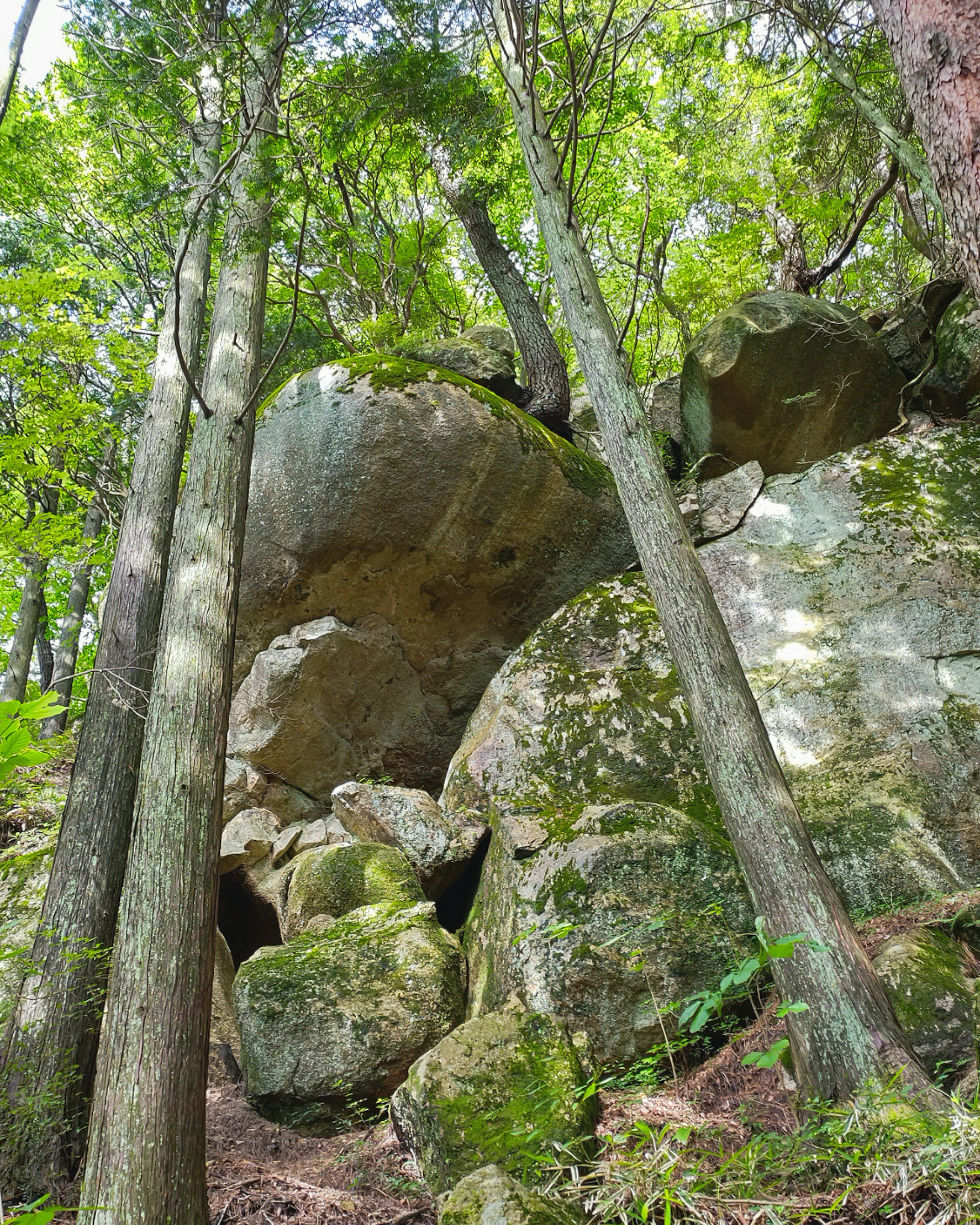 Large rock formation surrounded by tall trees in a lush forest