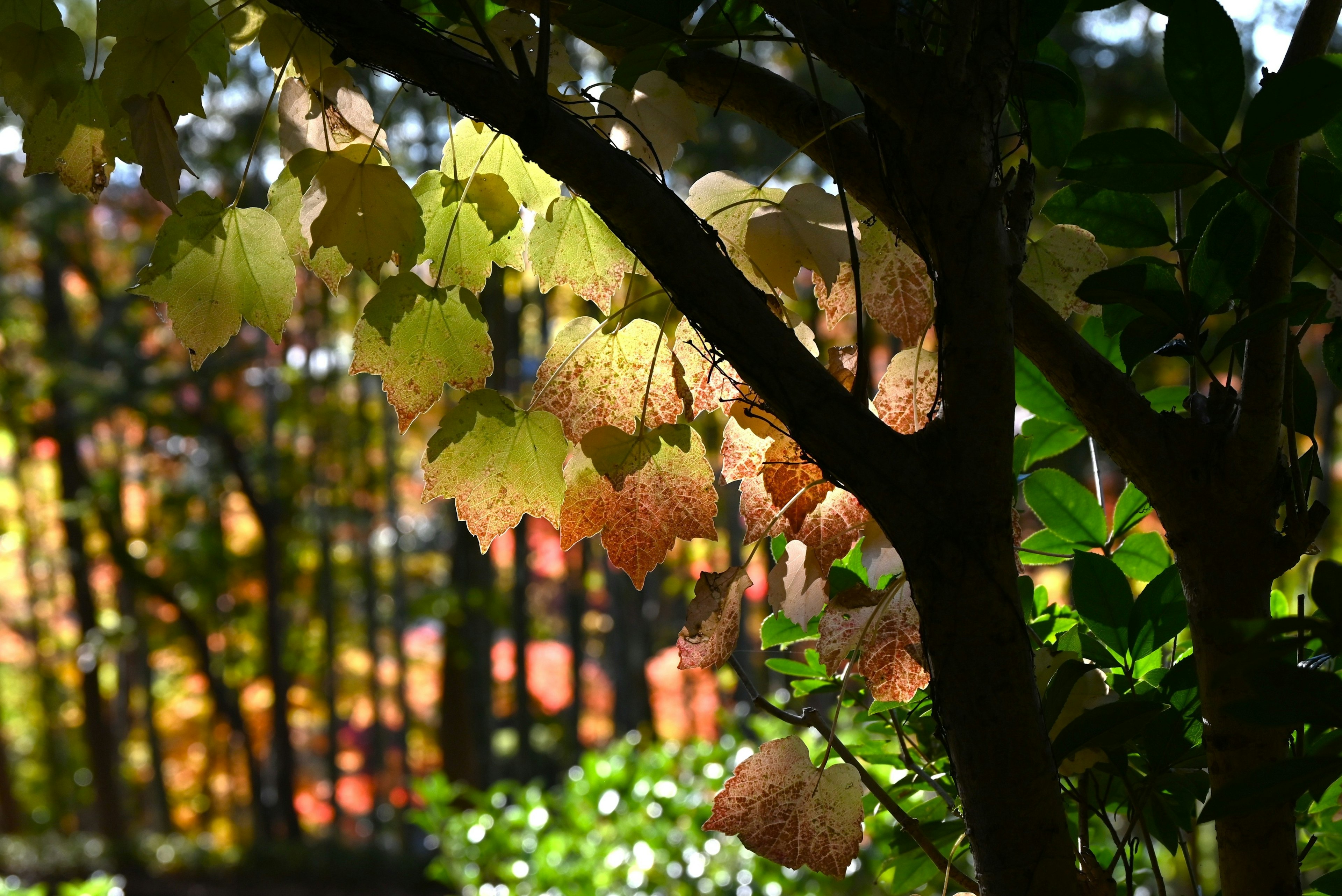 Foglie d'autunno illuminate da una luce soffusa con uno sfondo sfocato