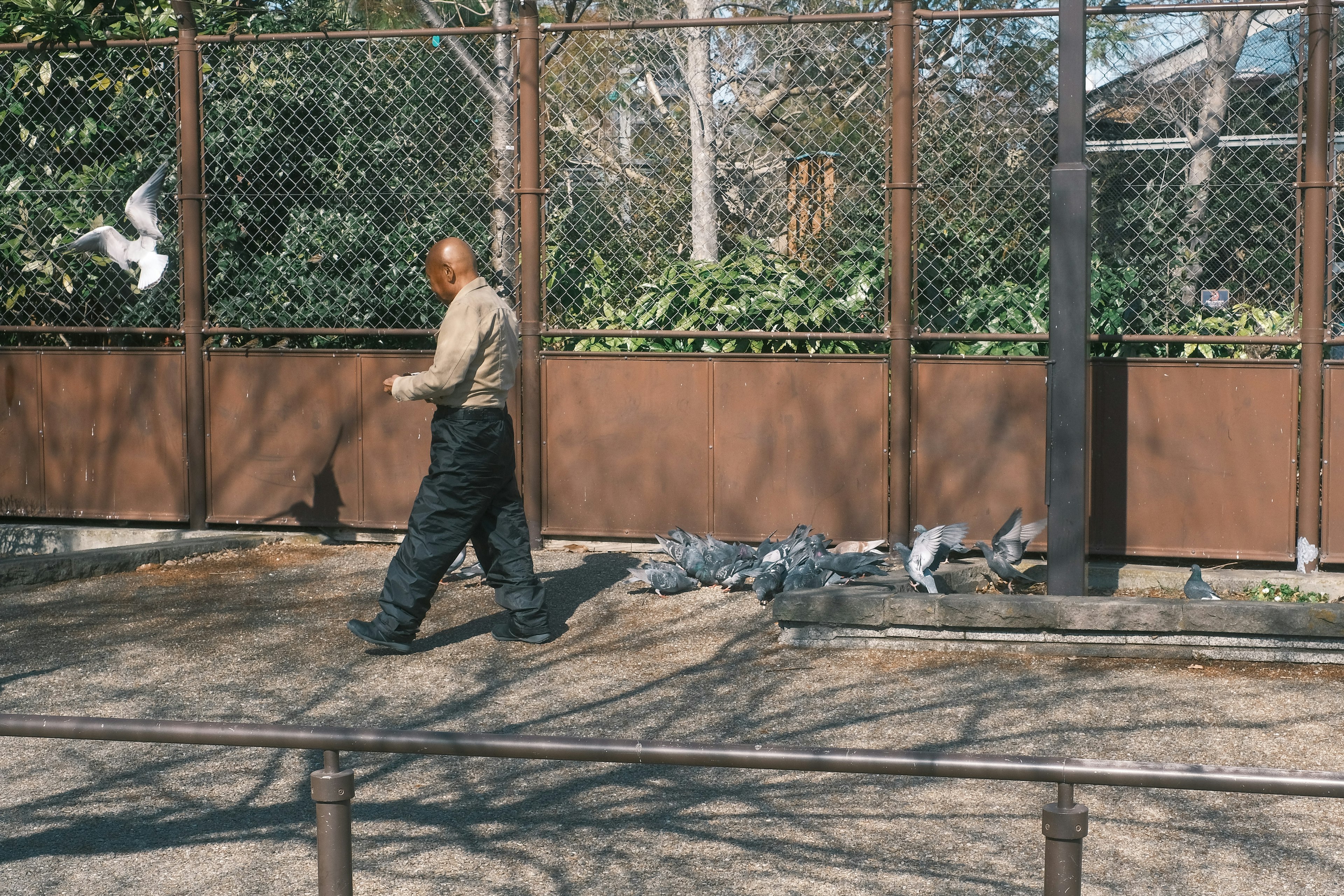 A man walking in a park with a flock of pigeons