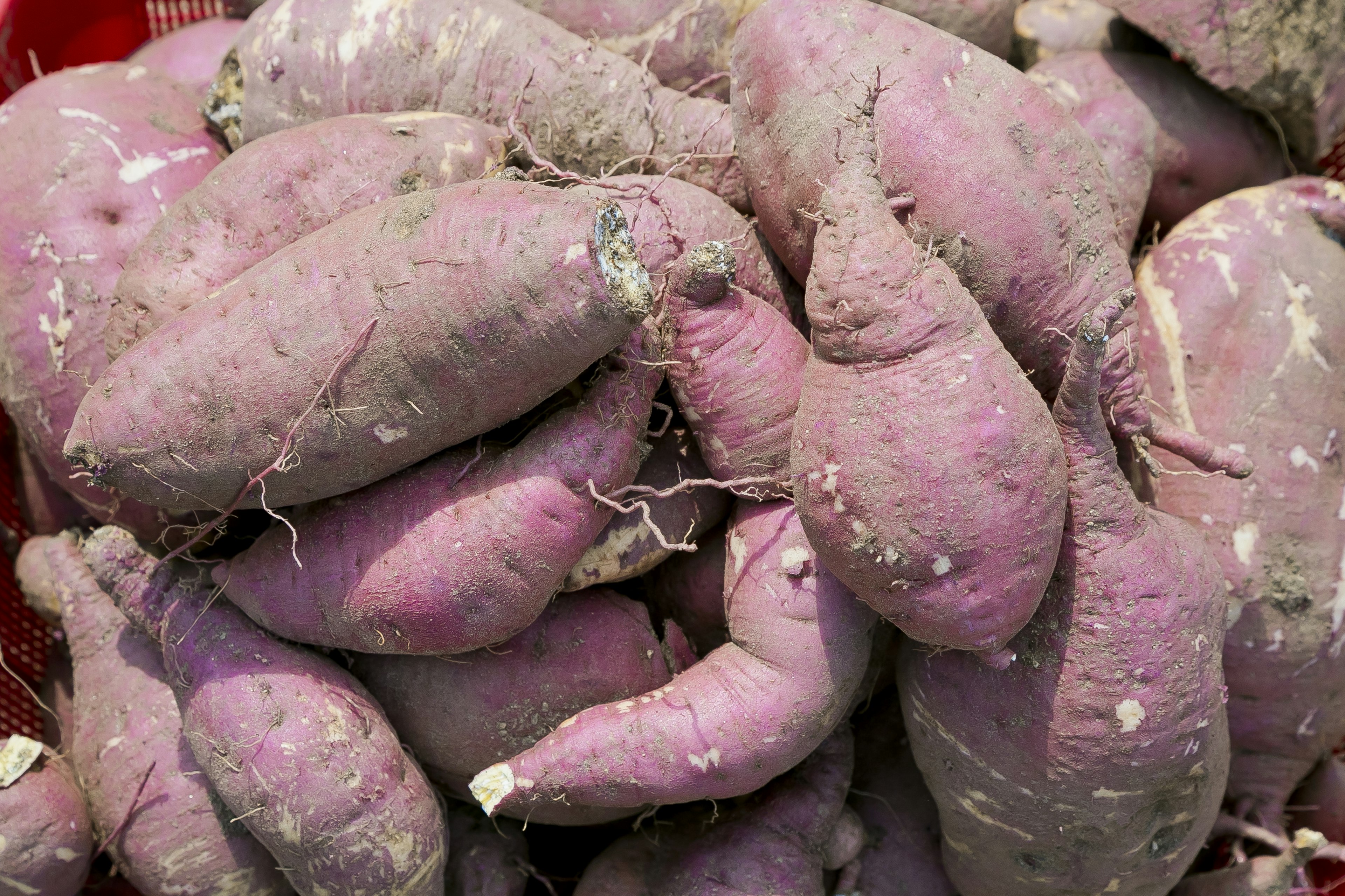 A pile of purple sweet potatoes with dirt on them