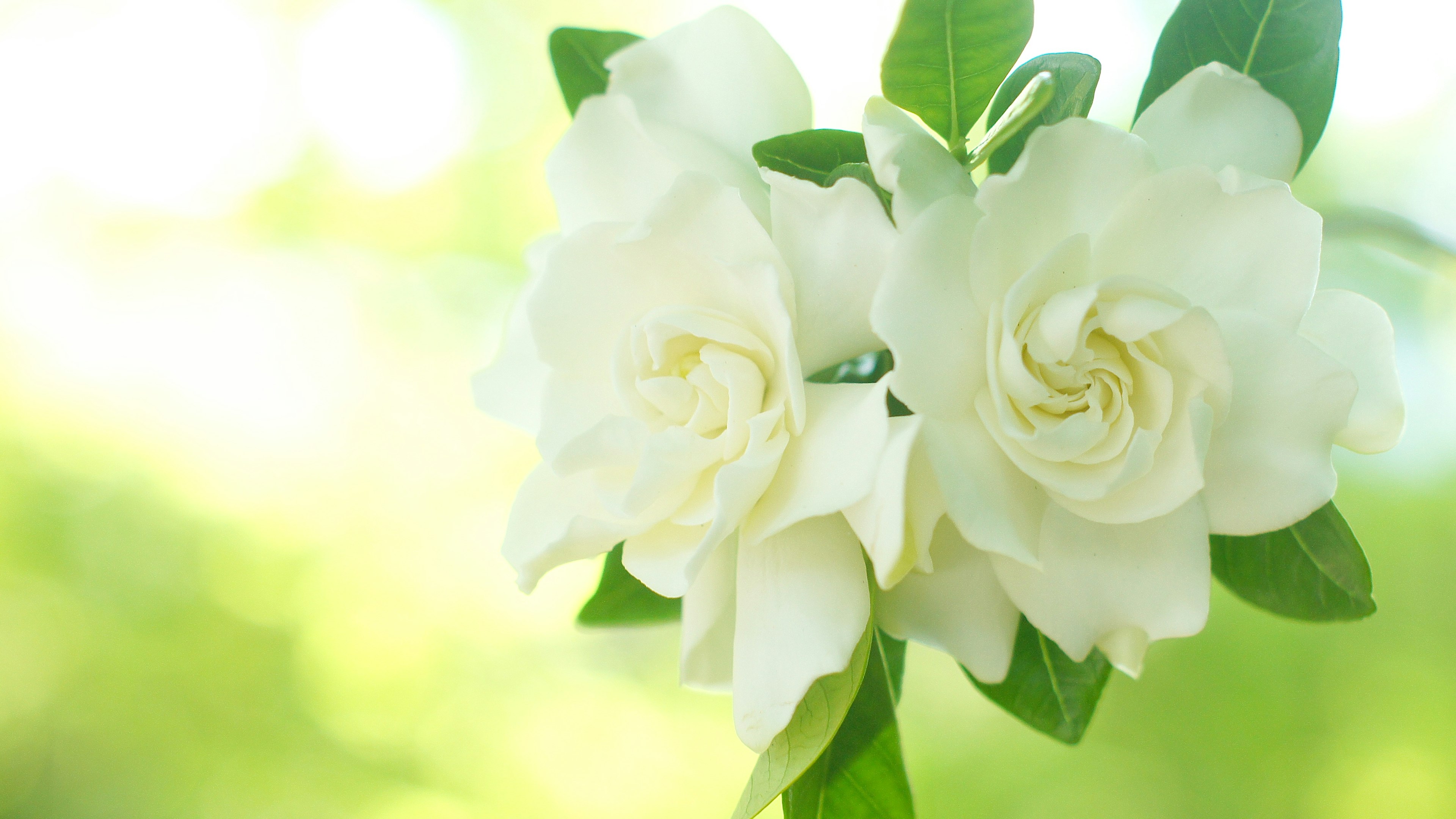 Due fiori di gardenia bianchi che fioriscono tra foglie verdi