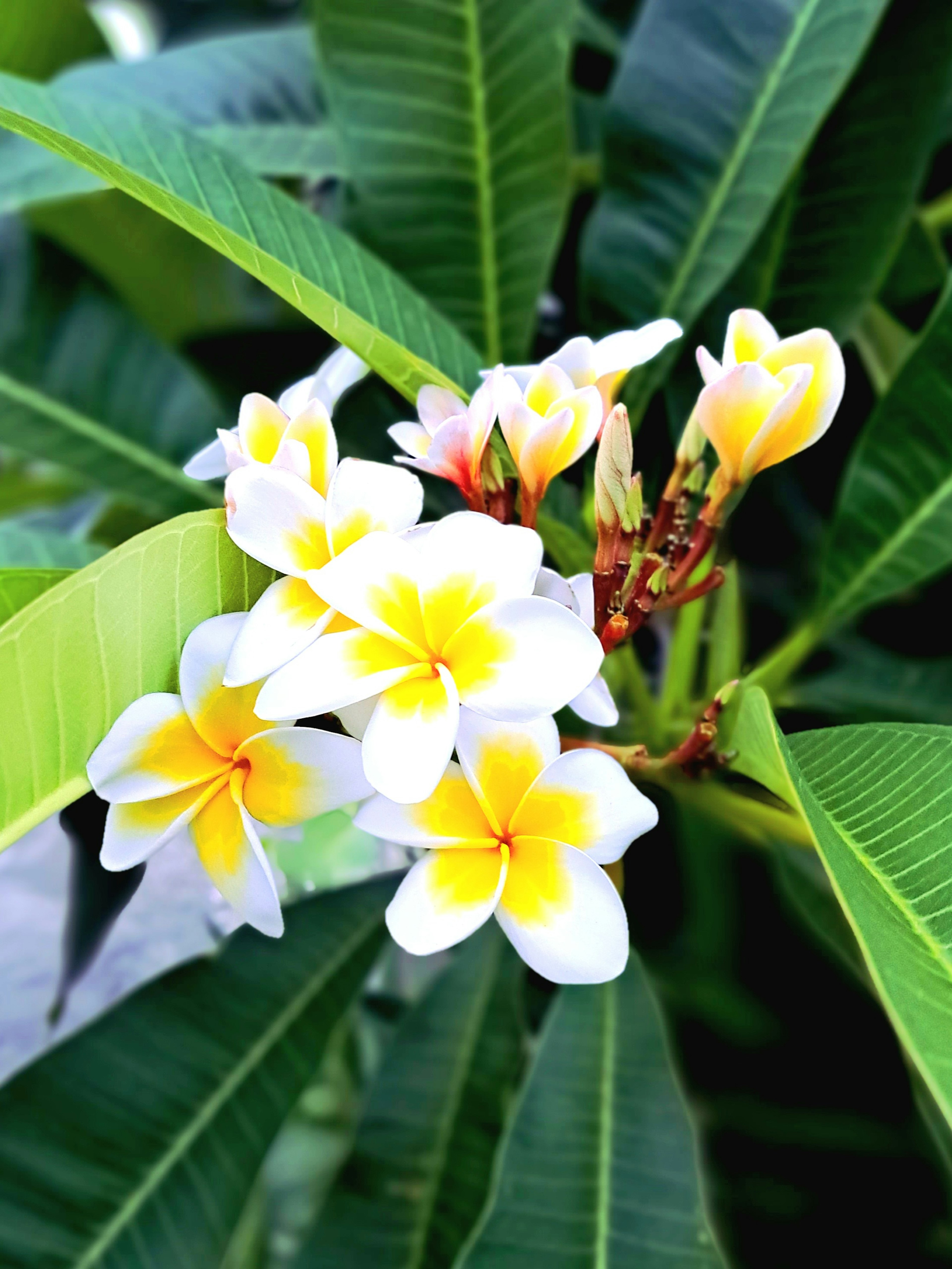 Close-up of plumeria flowers with white and yellow petals