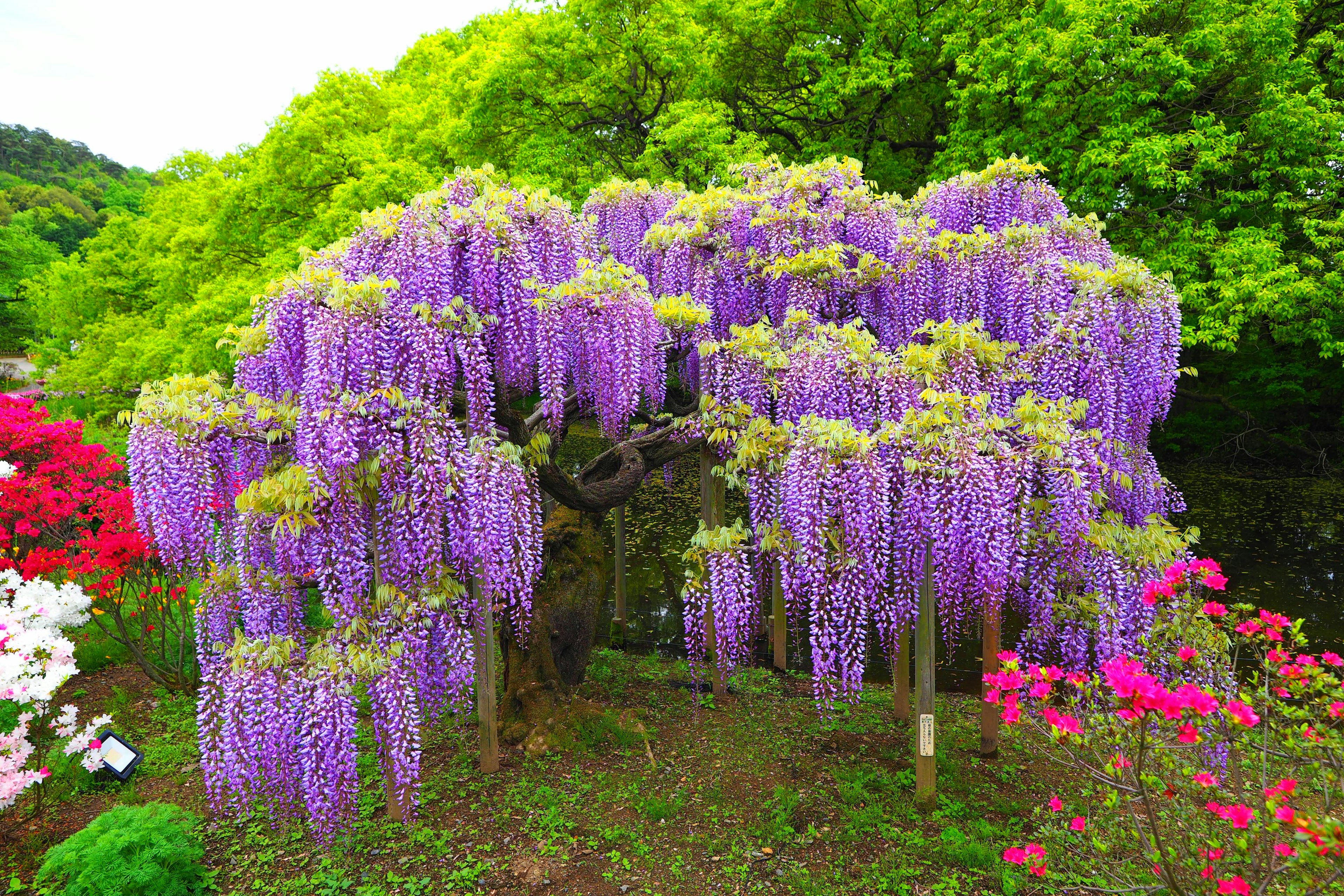 紫色の藤の花が咲く木と緑の葉の背景