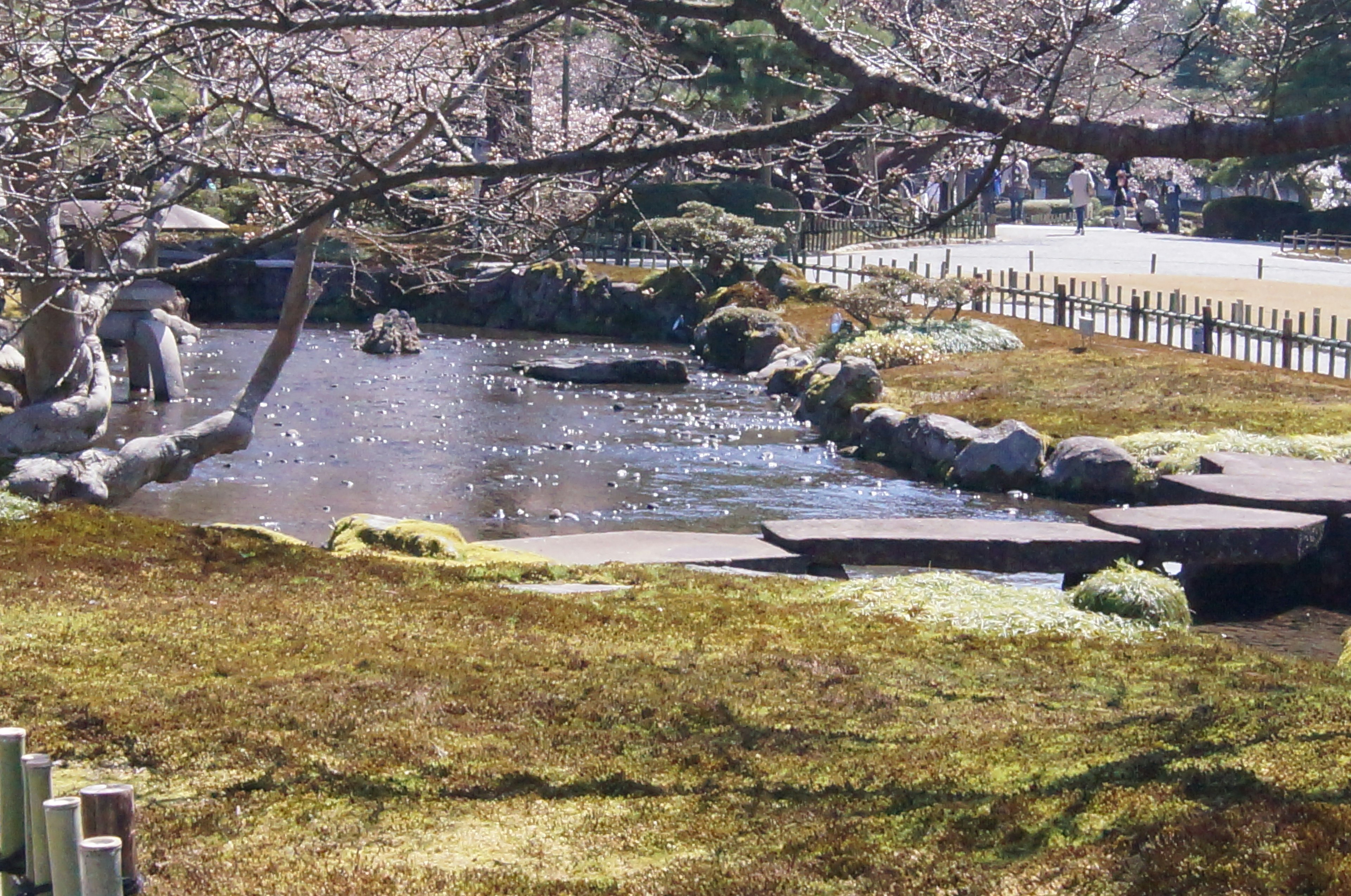 宁静的池塘景观与樱花树在日本花园中